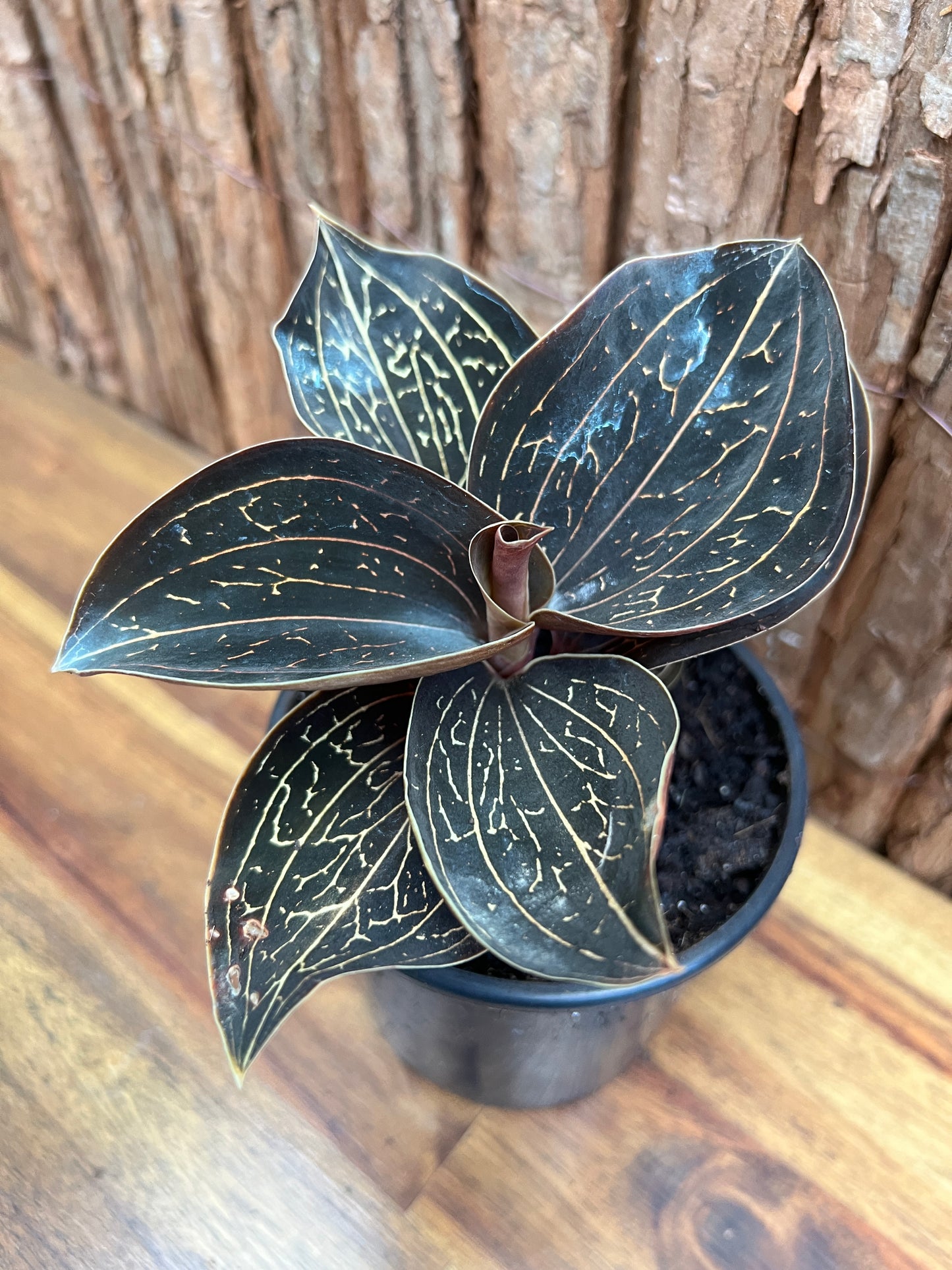 Anoectochilus Marbled Jewel Orchid B206