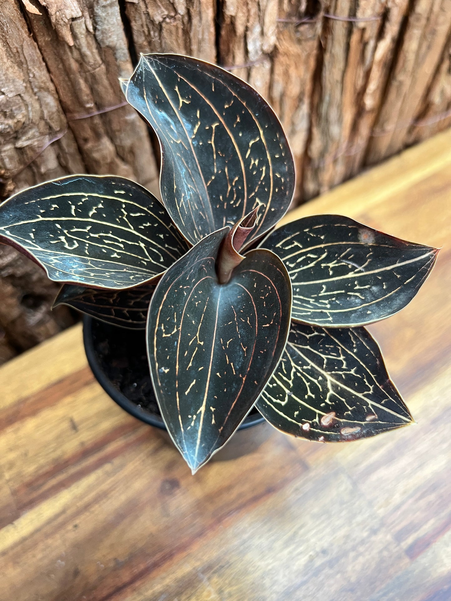 Anoectochilus Marbled Jewel Orchid B206