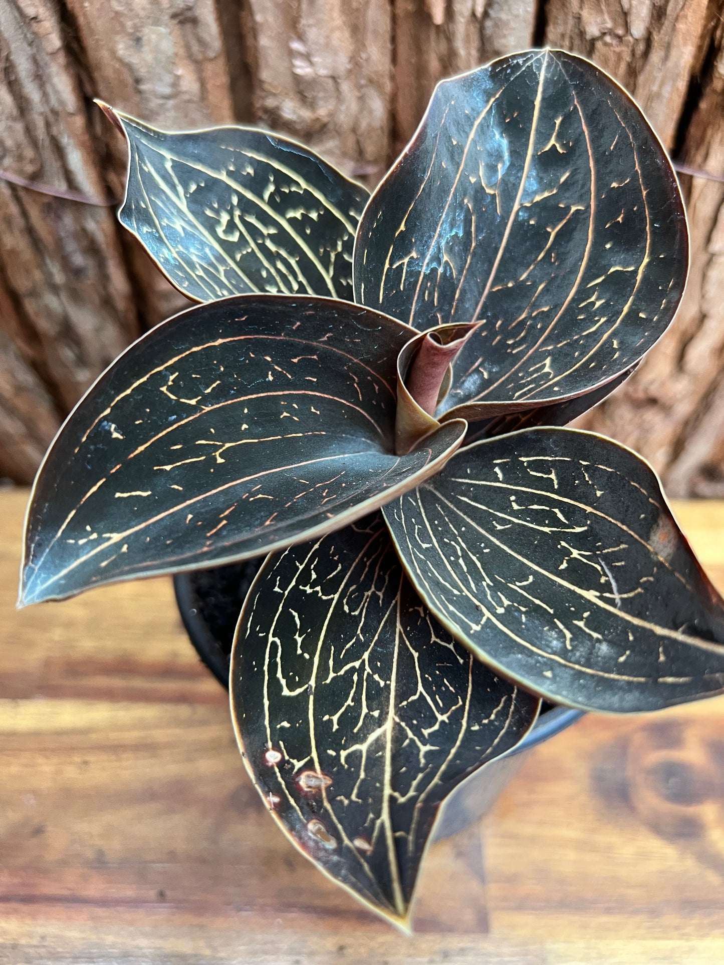 Anoectochilus Marbled Jewel Orchid B206