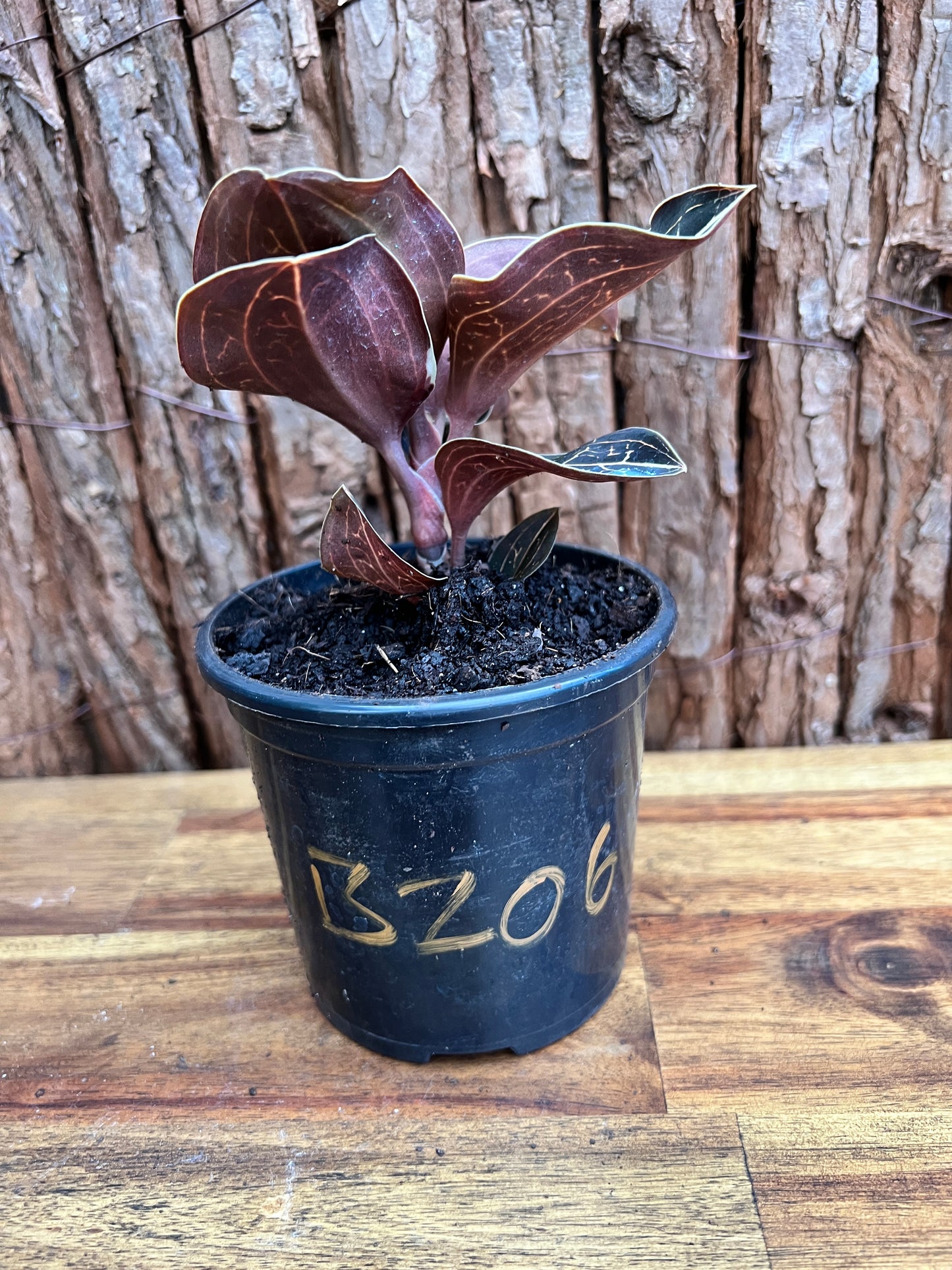 Anoectochilus Marbled Jewel Orchid B206