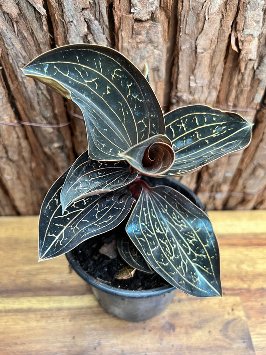 Anoectochilus Marbled Jewel Orchid B207