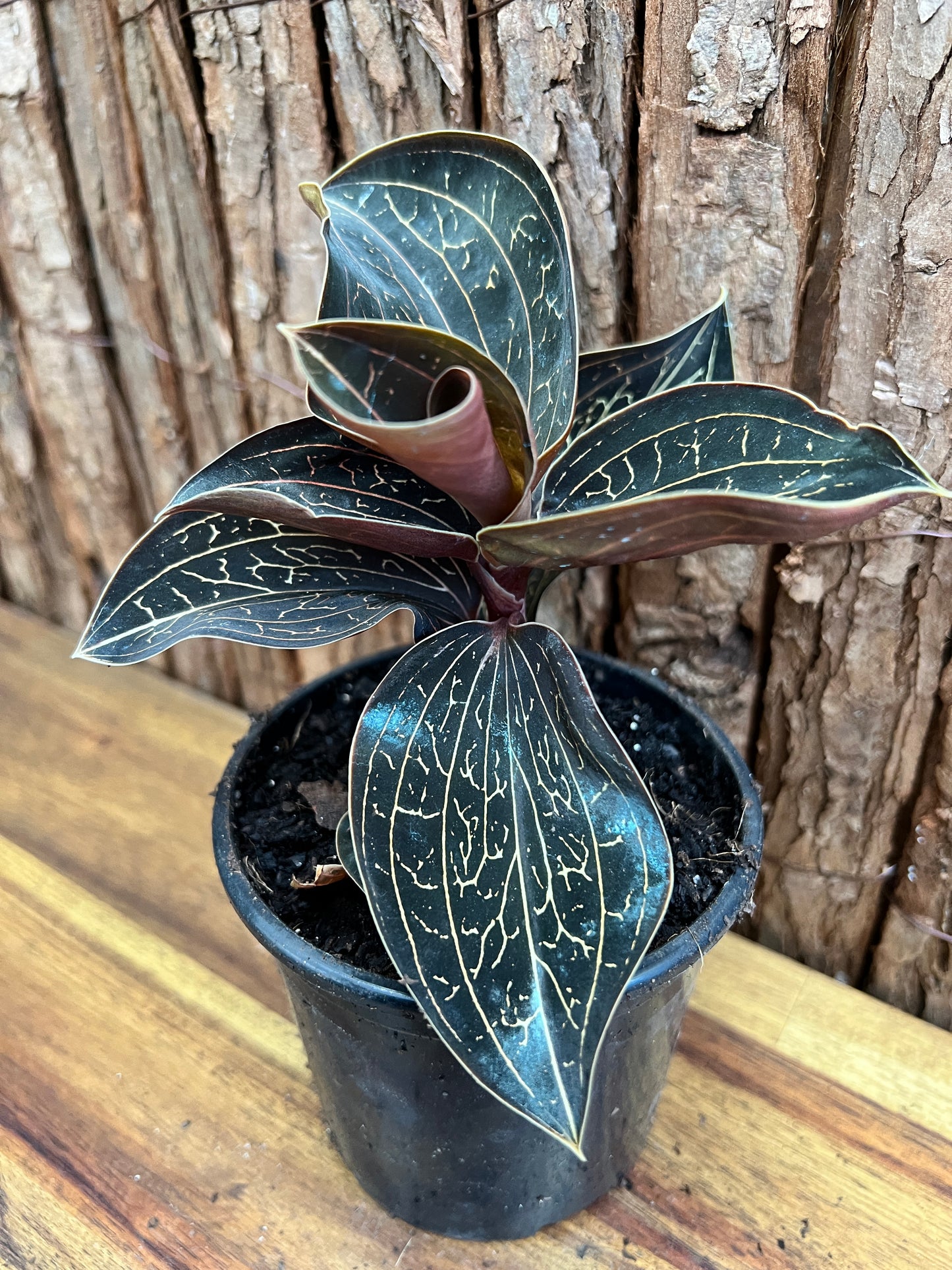 Anoectochilus Marbled Jewel Orchid B207