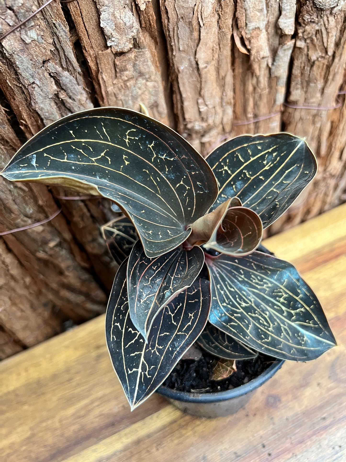 Anoectochilus Marbled Jewel Orchid B207