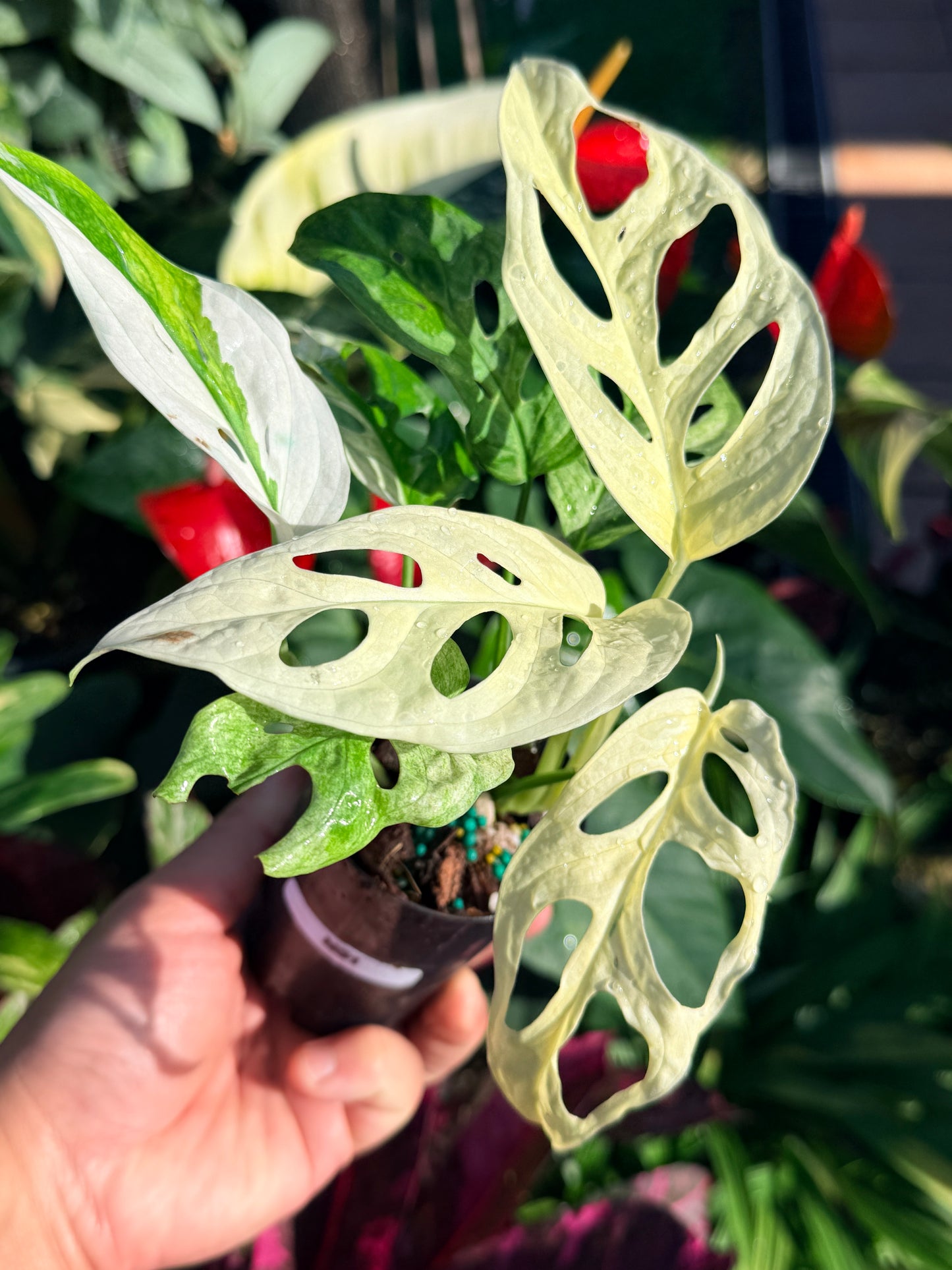Monstera adansonii 'Monkey Mask Variegata Albo' N51