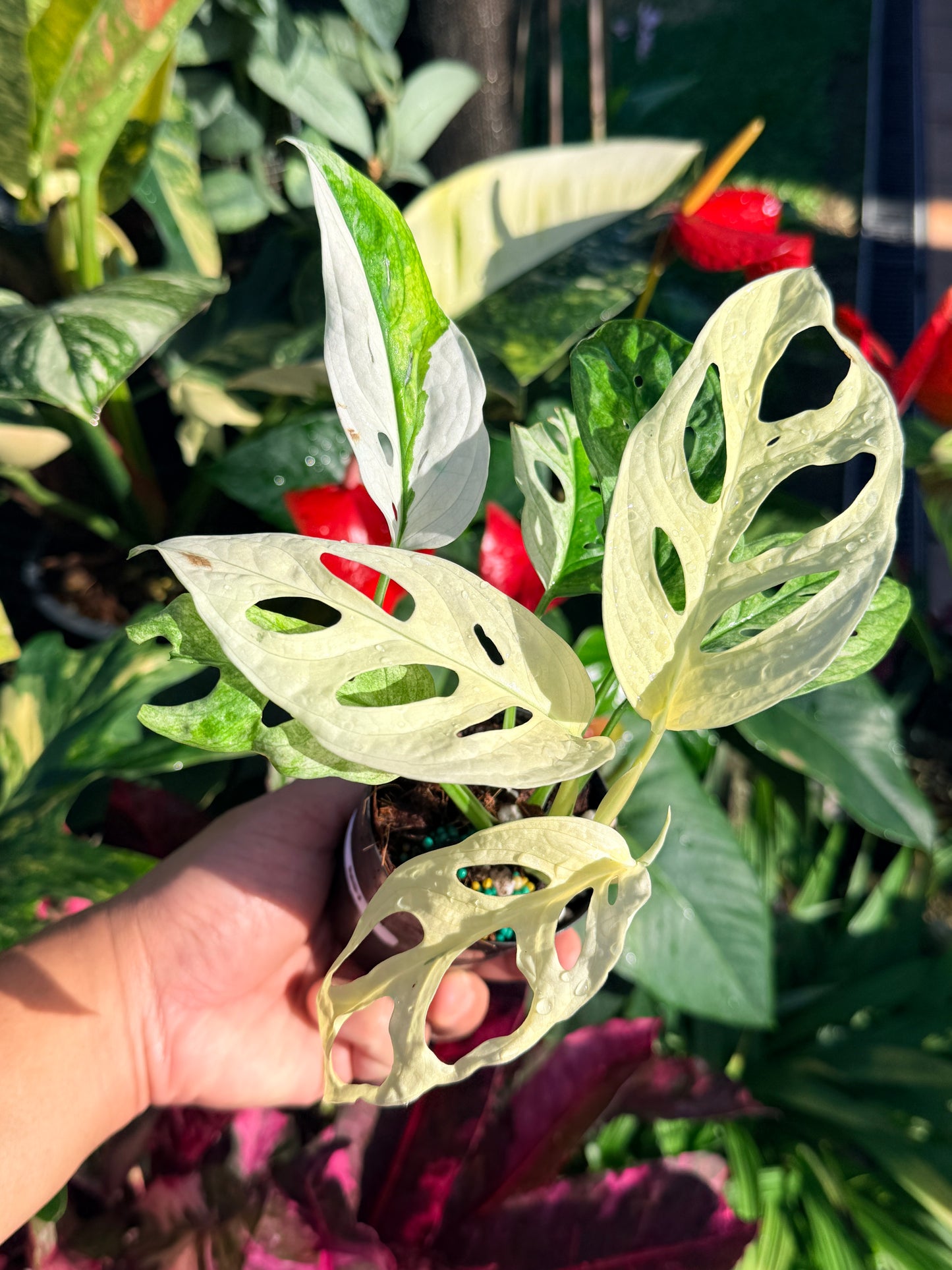 Monstera adansonii 'Monkey Mask Variegata Albo' N51