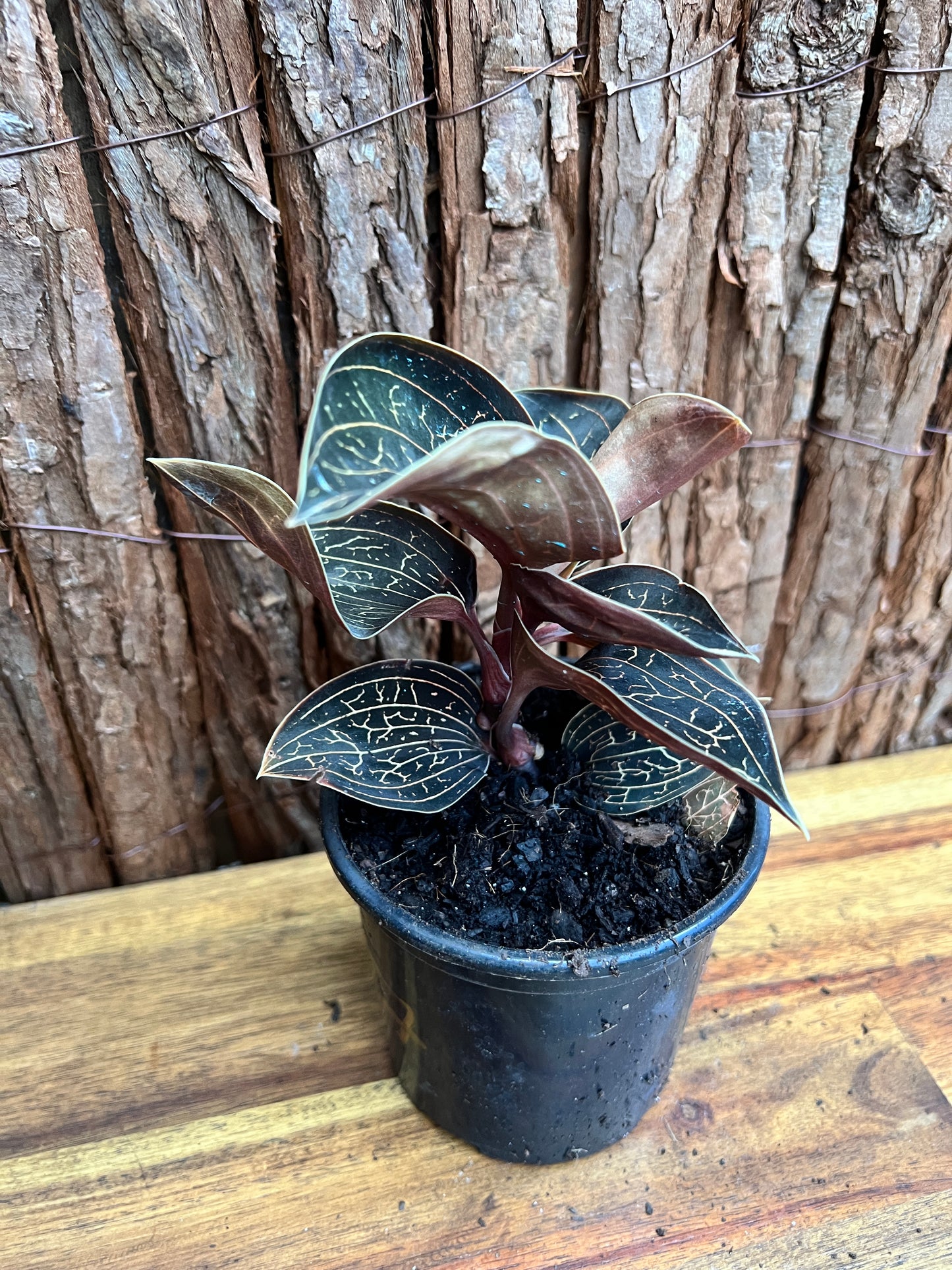 Anoectochilus Marbled Jewel Orchid B207