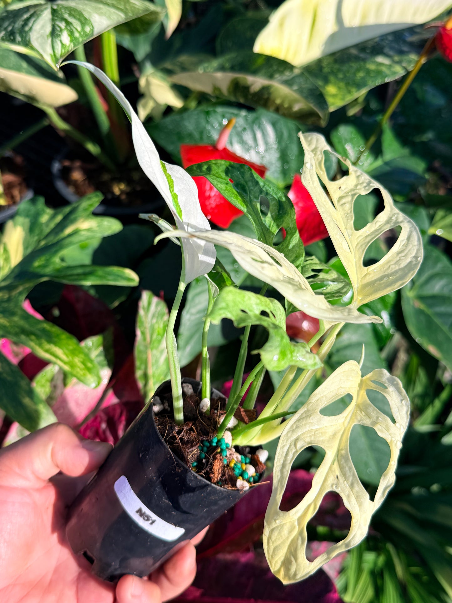 Monstera adansonii 'Monkey Mask Variegata Albo' N51