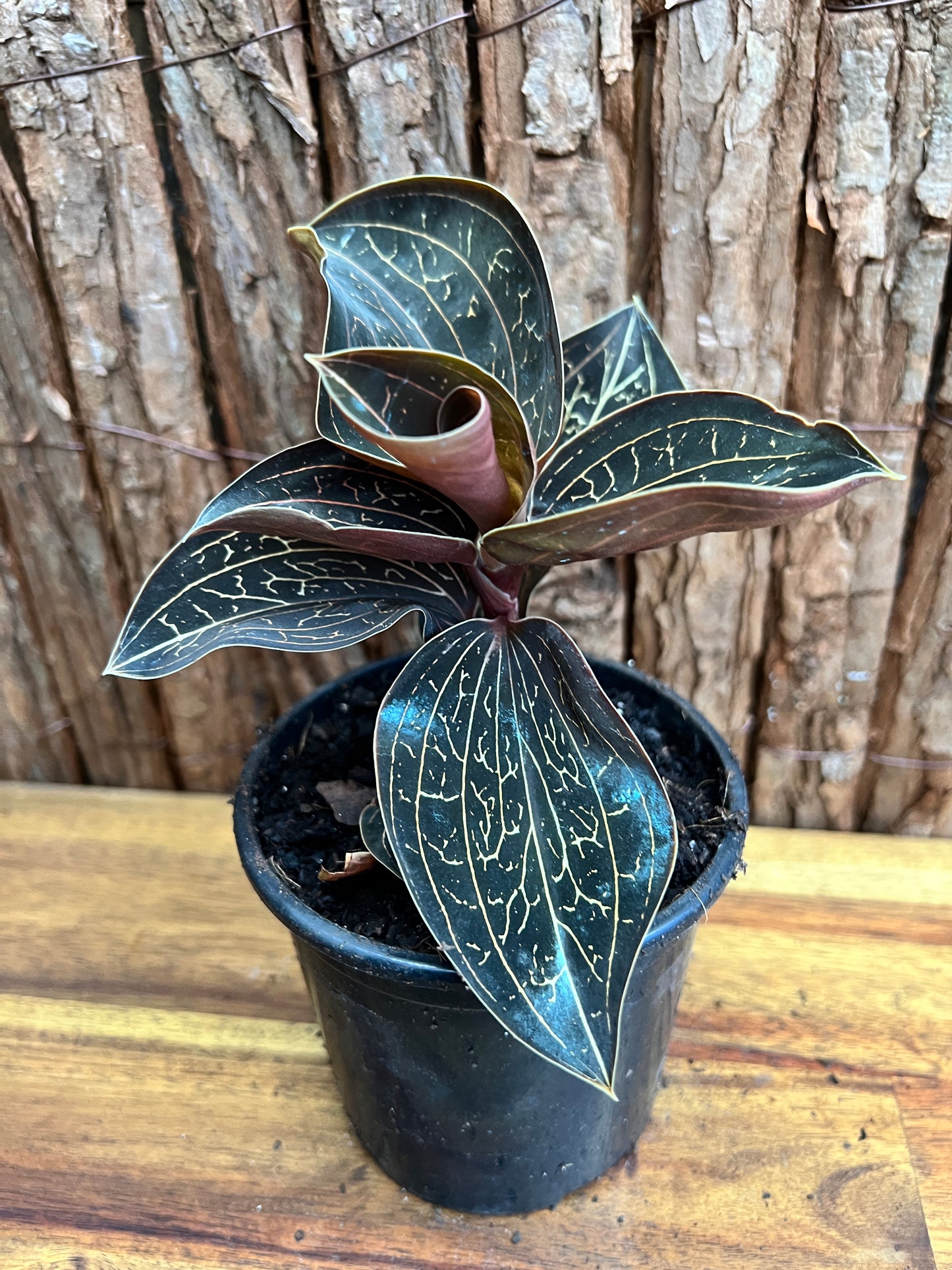 Anoectochilus Marbled Jewel Orchid B207