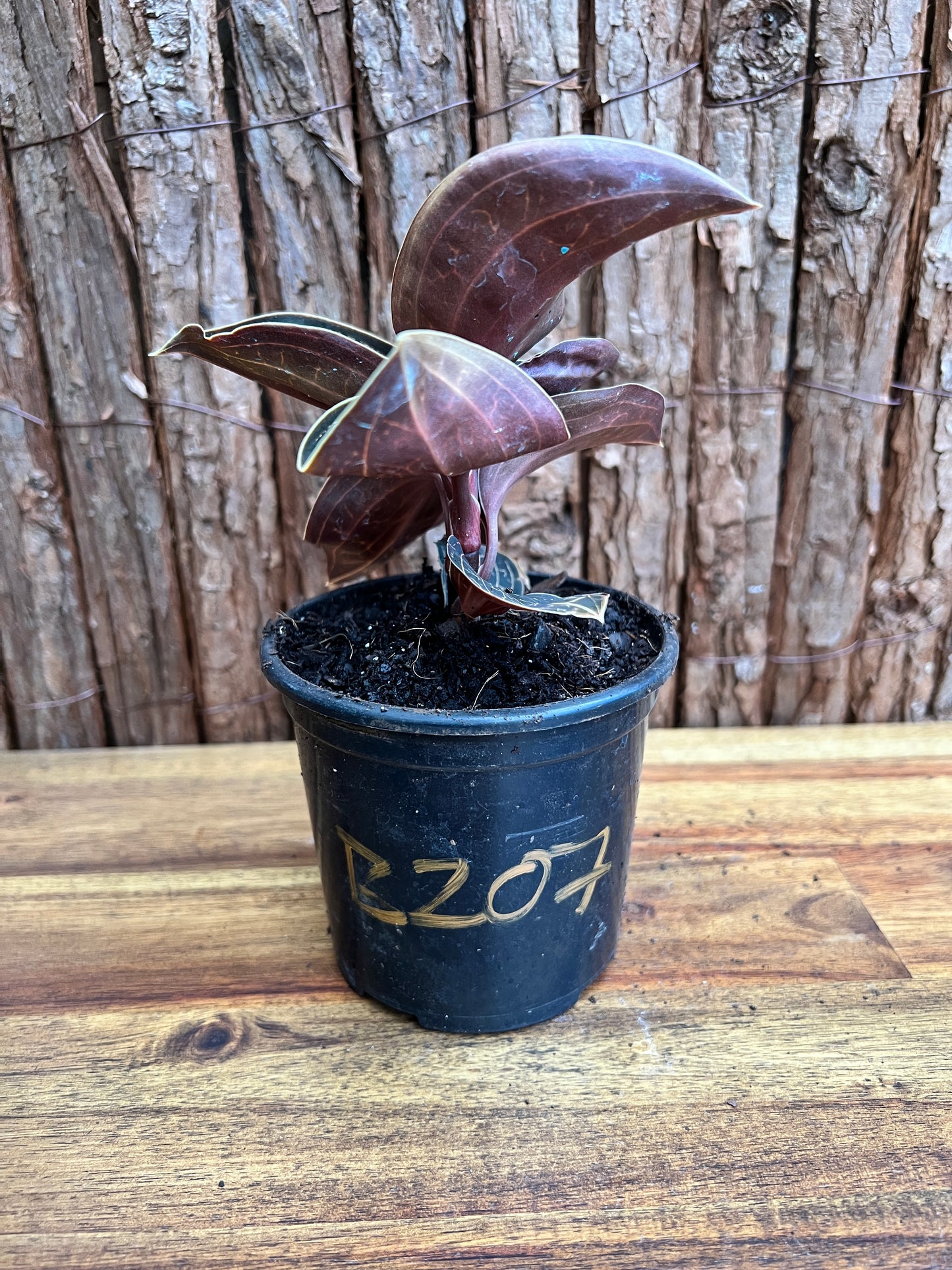 Anoectochilus Marbled Jewel Orchid B207