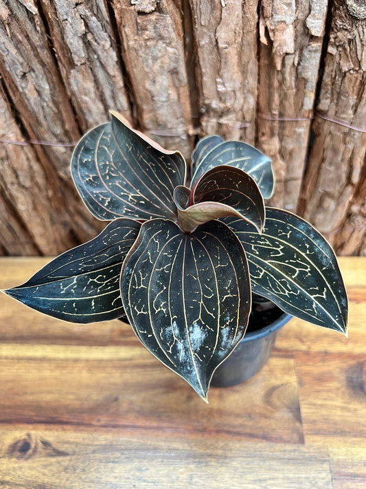 Anoectochilus Marbled Jewel Orchid B208