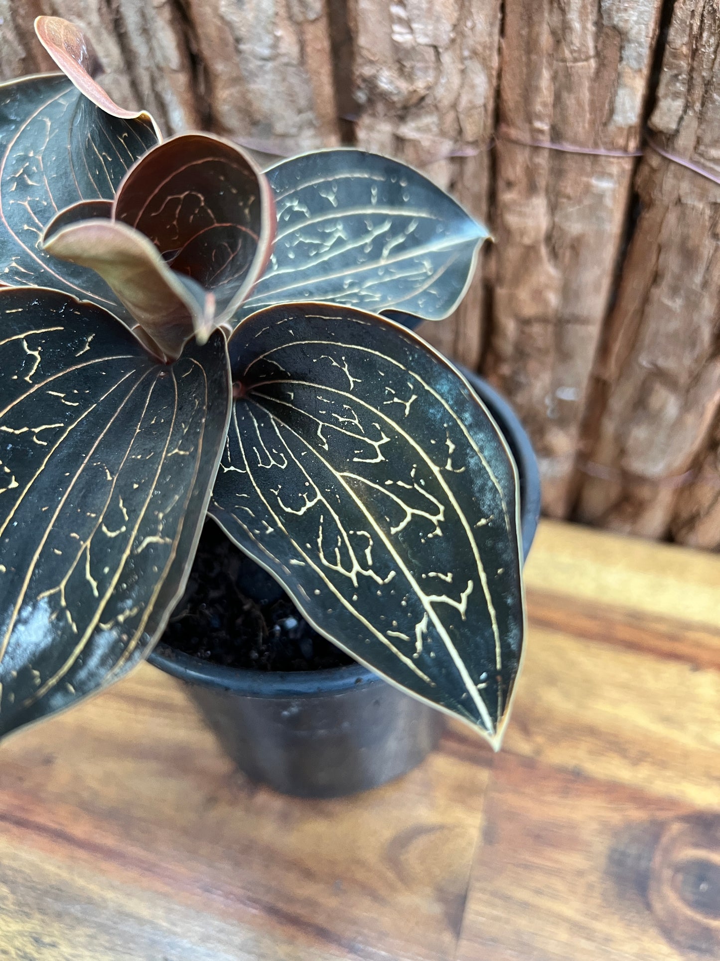 Anoectochilus Marbled Jewel Orchid B208