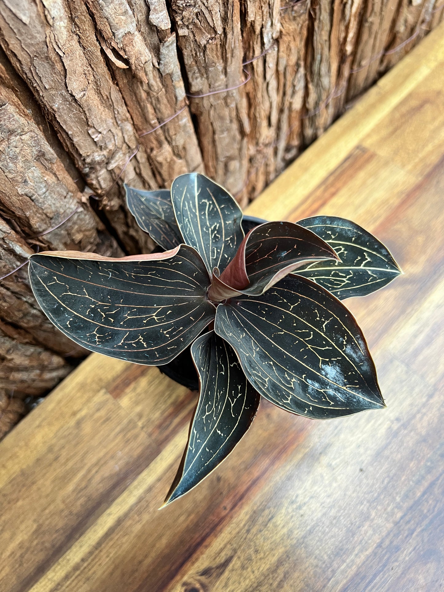 Anoectochilus Marbled Jewel Orchid B208