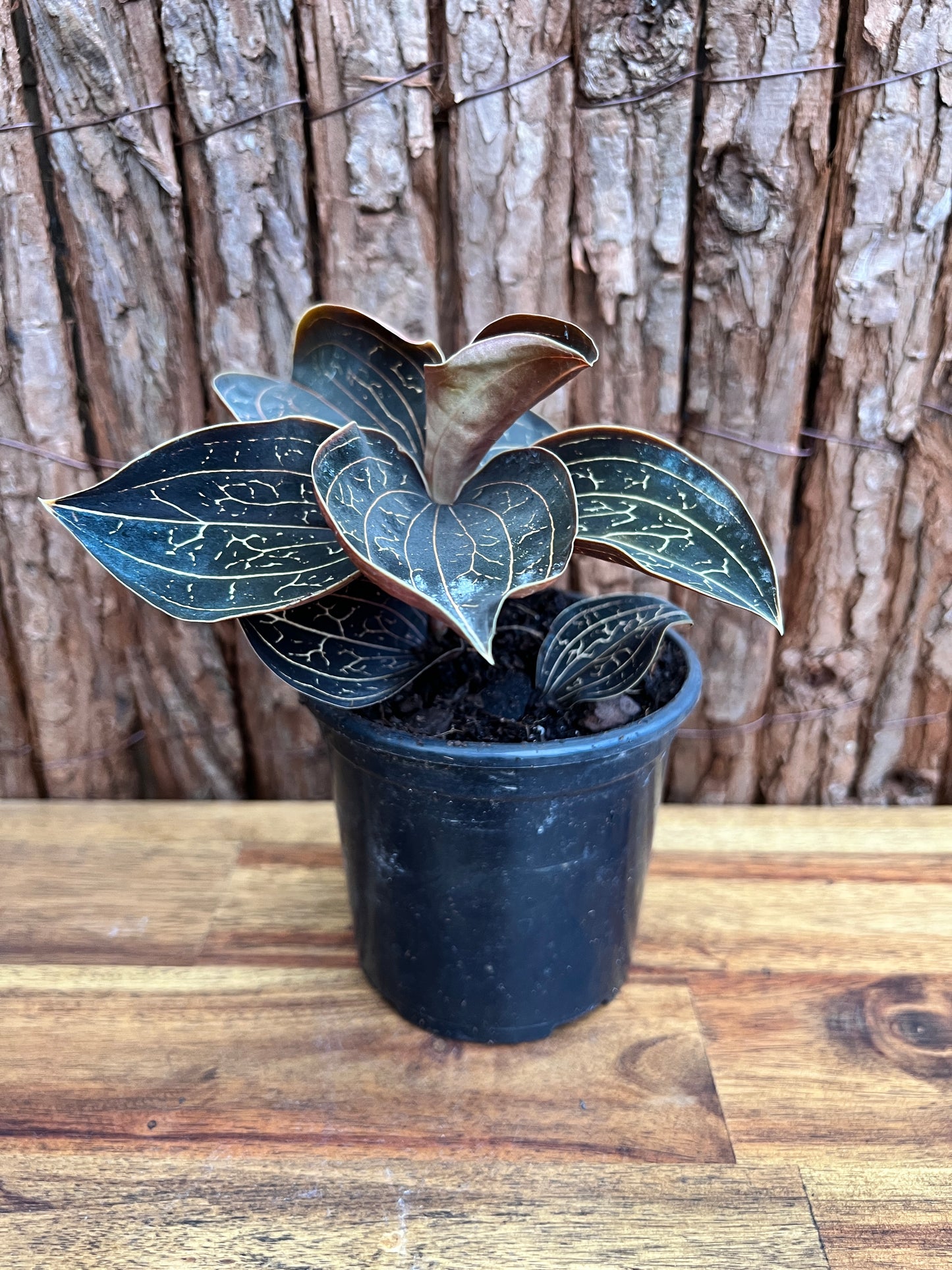 Anoectochilus Marbled Jewel Orchid B208