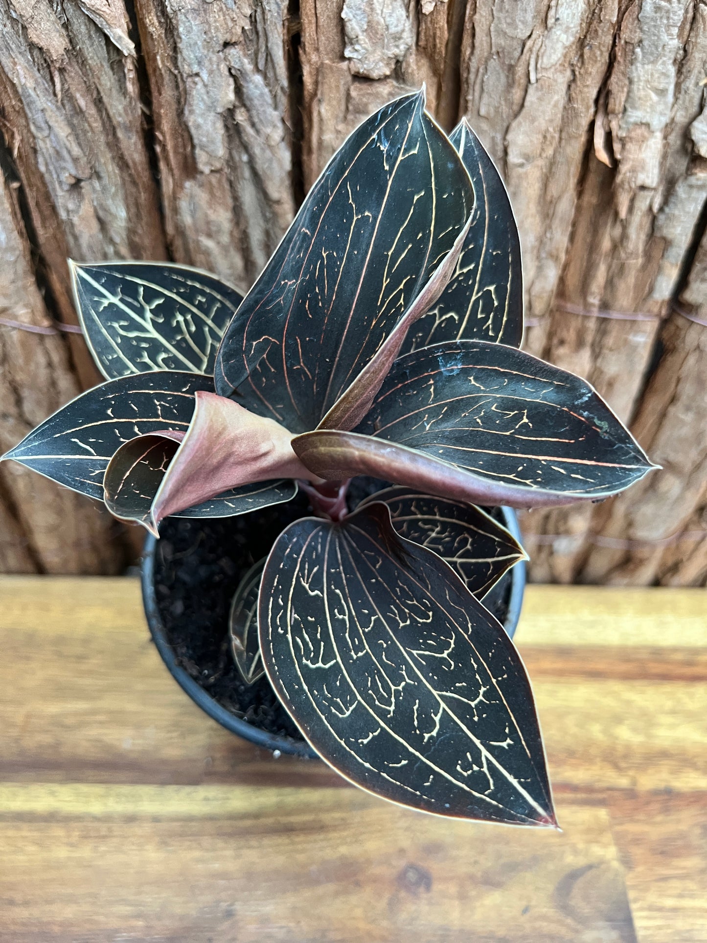 Anoectochilus Marbled Jewel Orchid B209