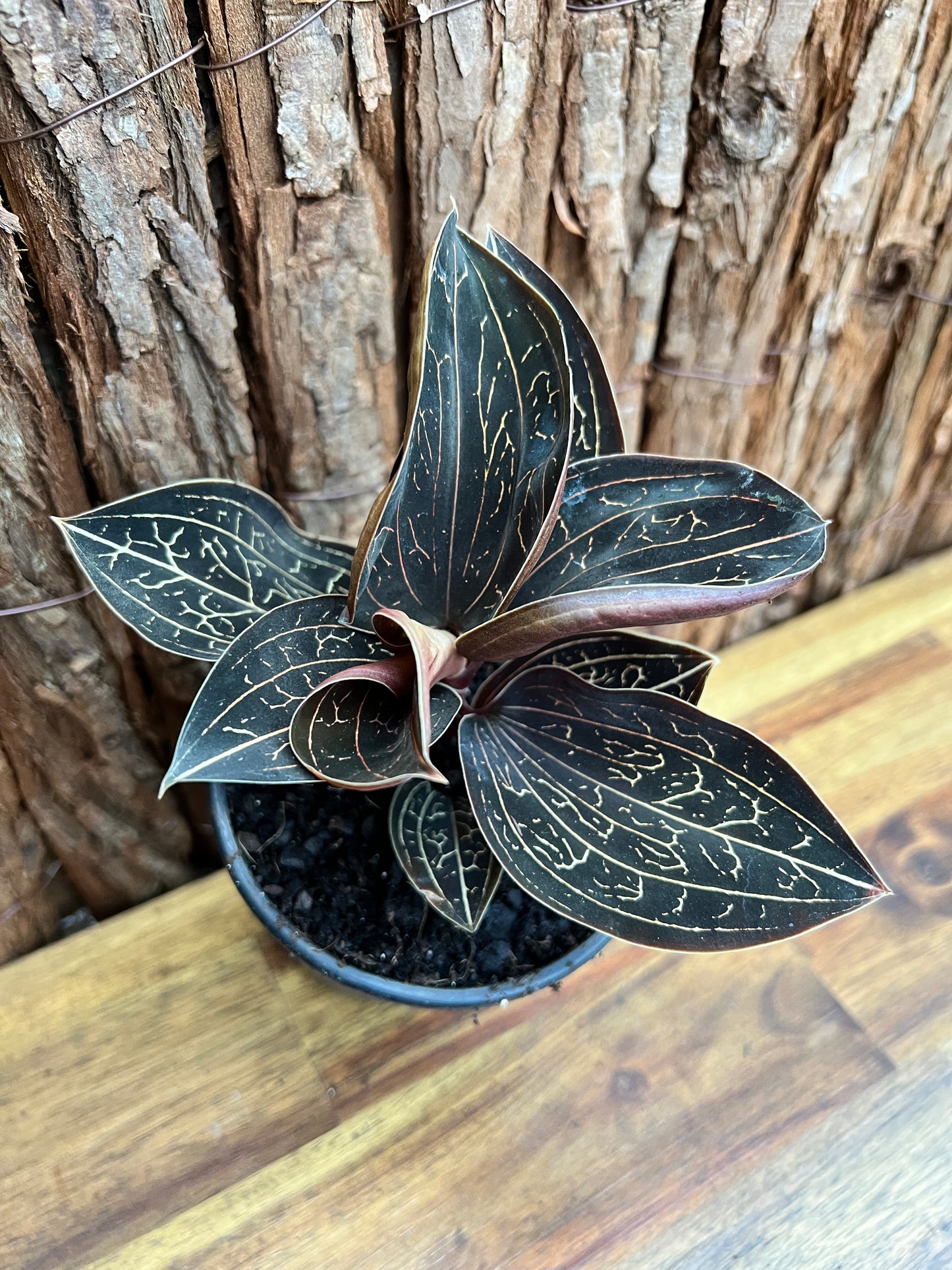 Anoectochilus Marbled Jewel Orchid B209