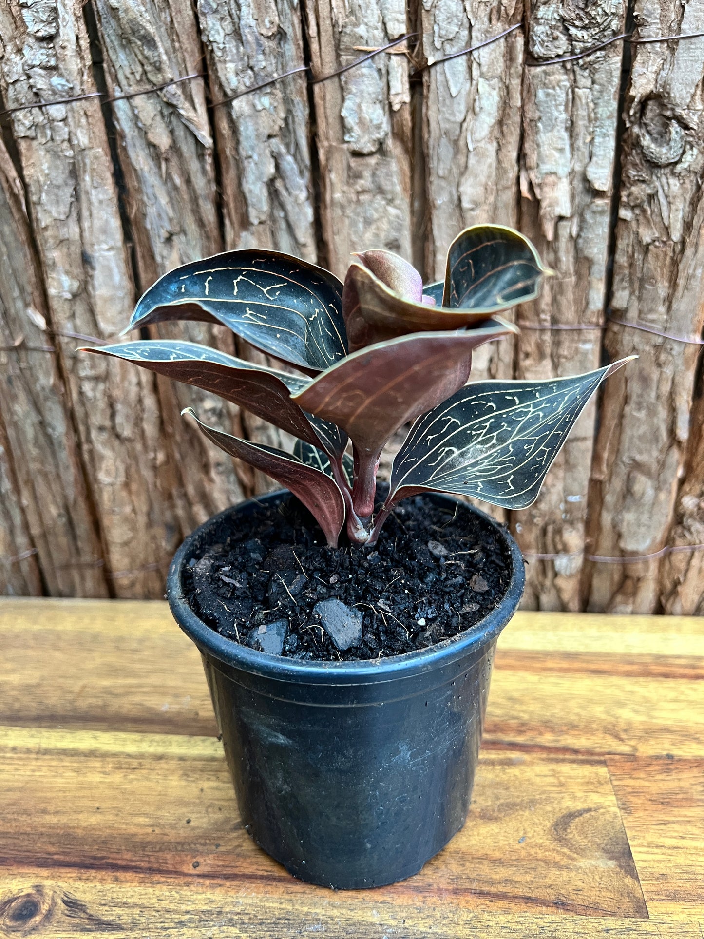 Anoectochilus Marbled Jewel Orchid B209