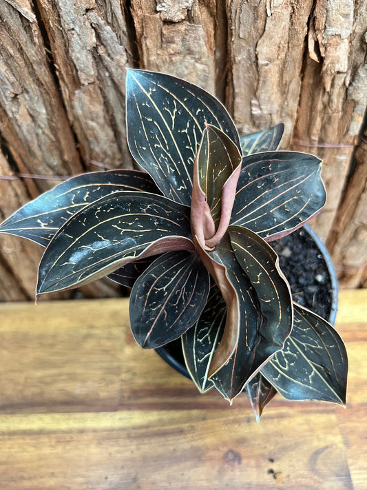 Anoectochilus Marbled Jewel Orchid B210