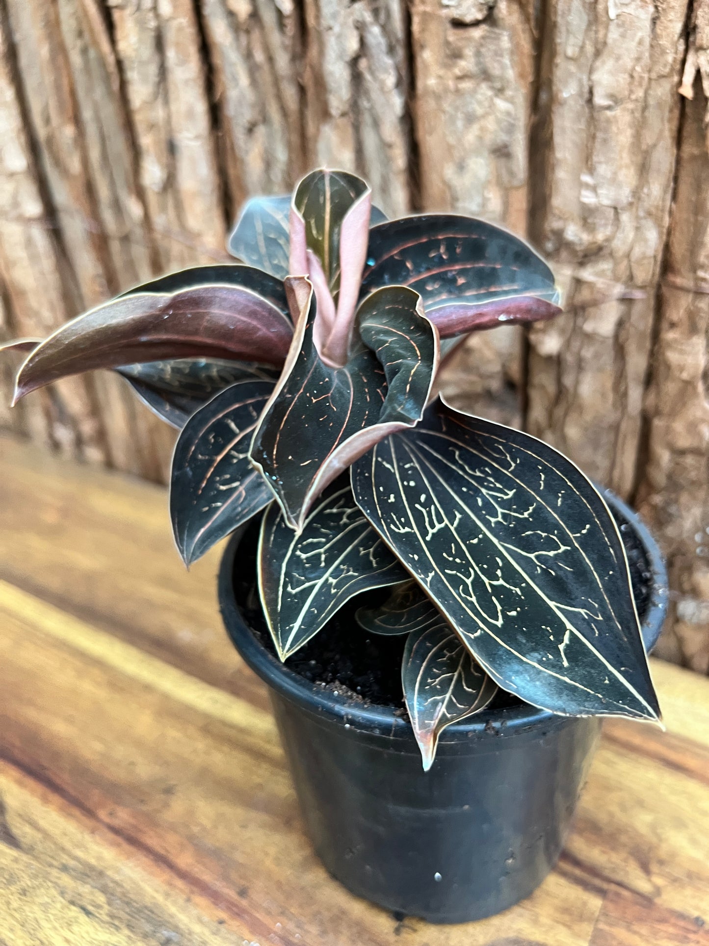 Anoectochilus Marbled Jewel Orchid B210