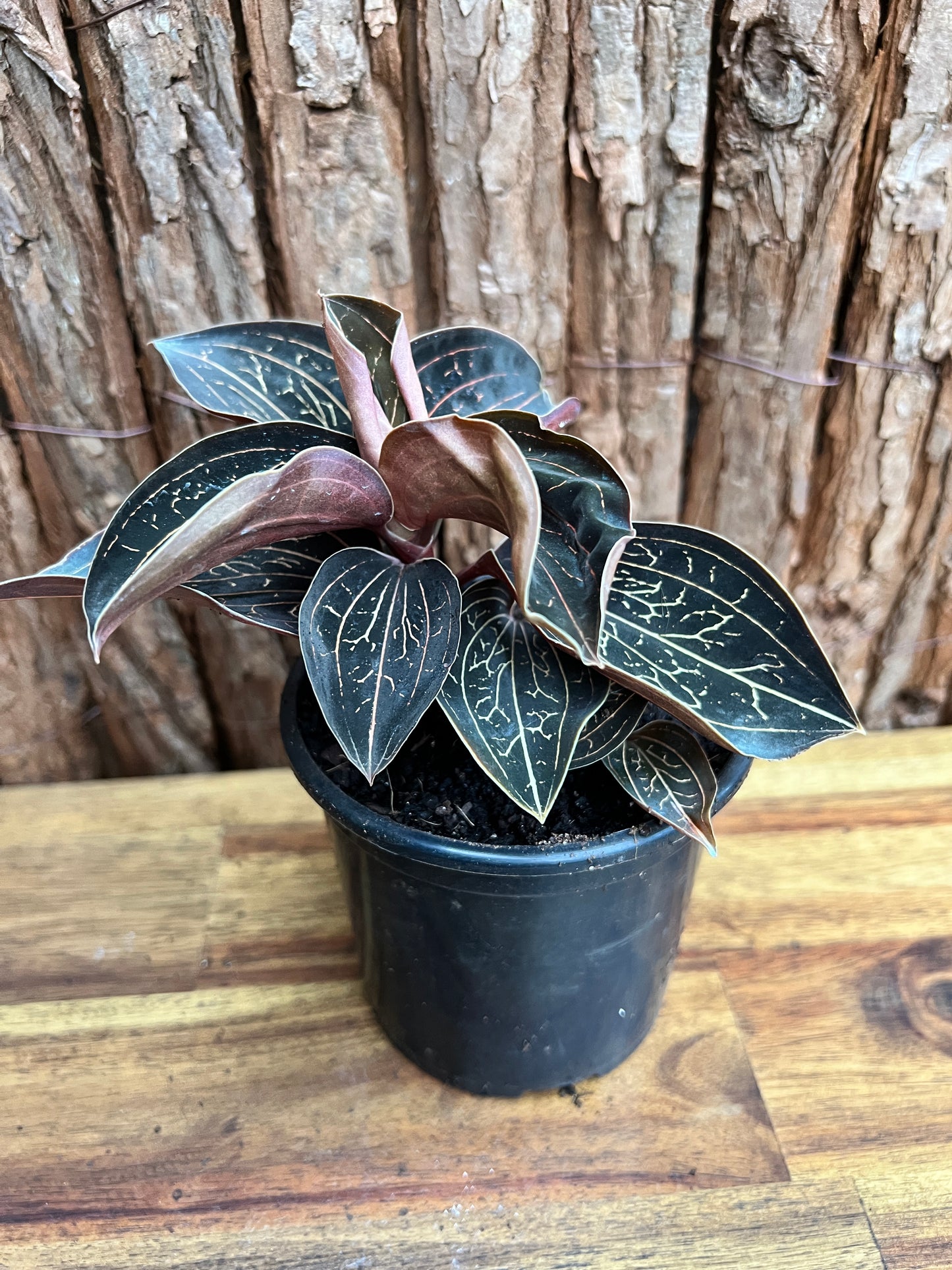 Anoectochilus Marbled Jewel Orchid B210