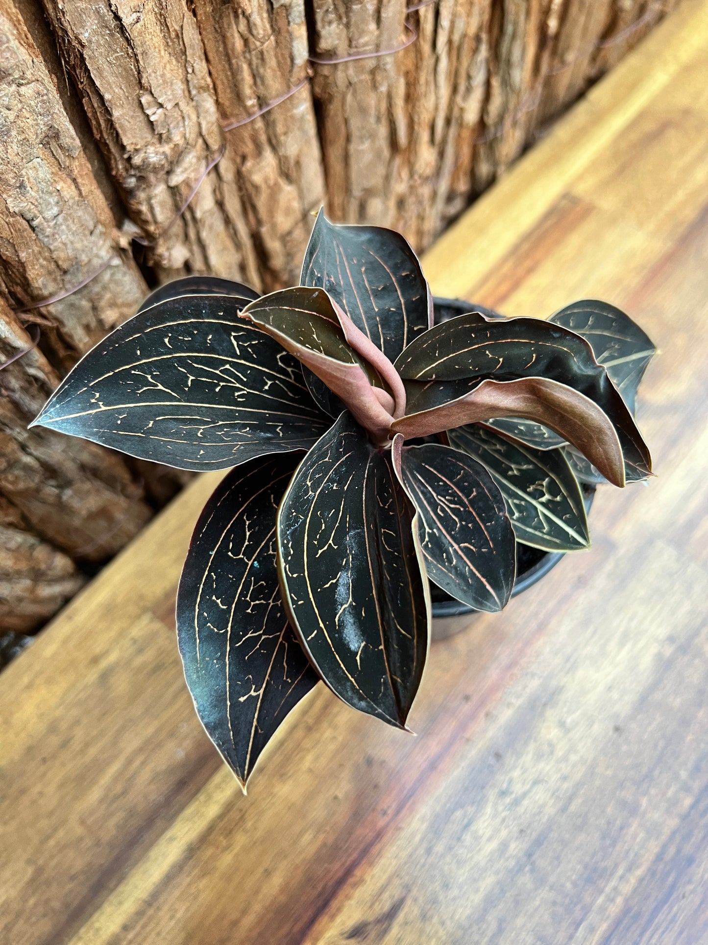 Anoectochilus Marbled Jewel Orchid B210