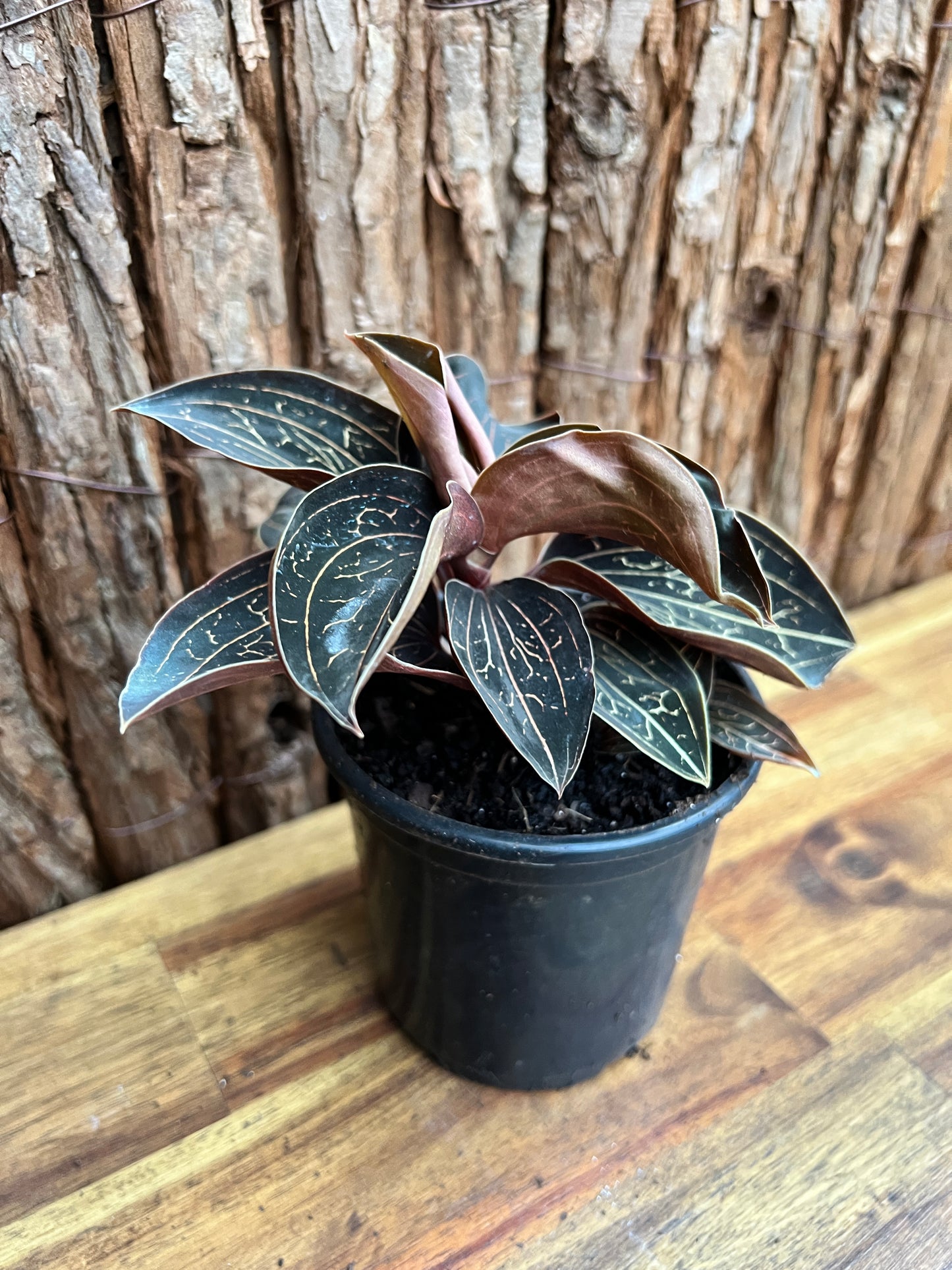 Anoectochilus Marbled Jewel Orchid B210