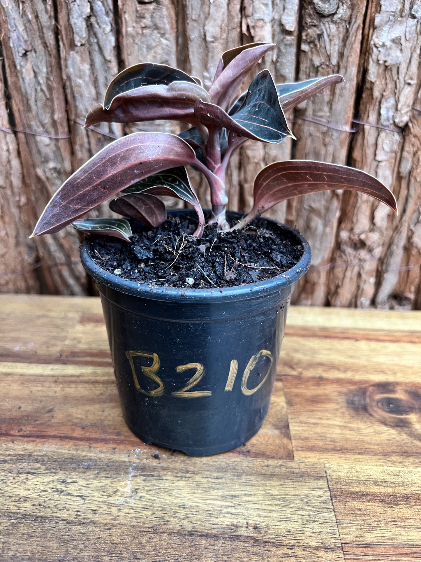 Anoectochilus Marbled Jewel Orchid B210