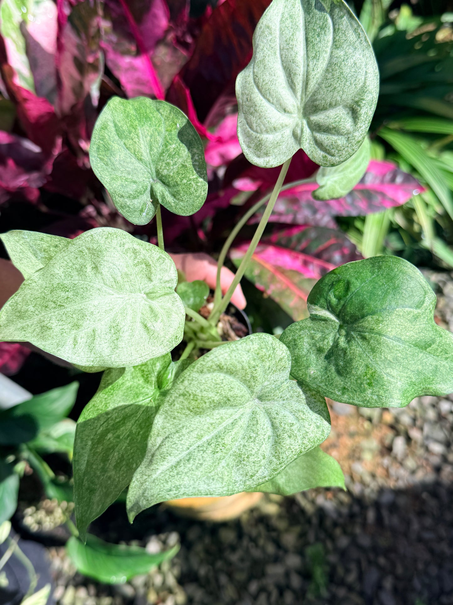 Alocasia cucullata 'White Mint Variegated' O3