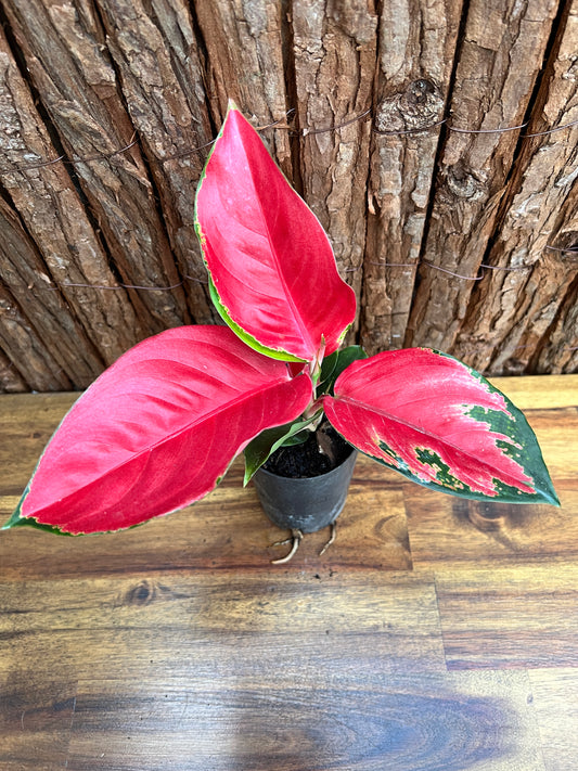 Aglaonema Thailand Red Ayu B211 (New Release)