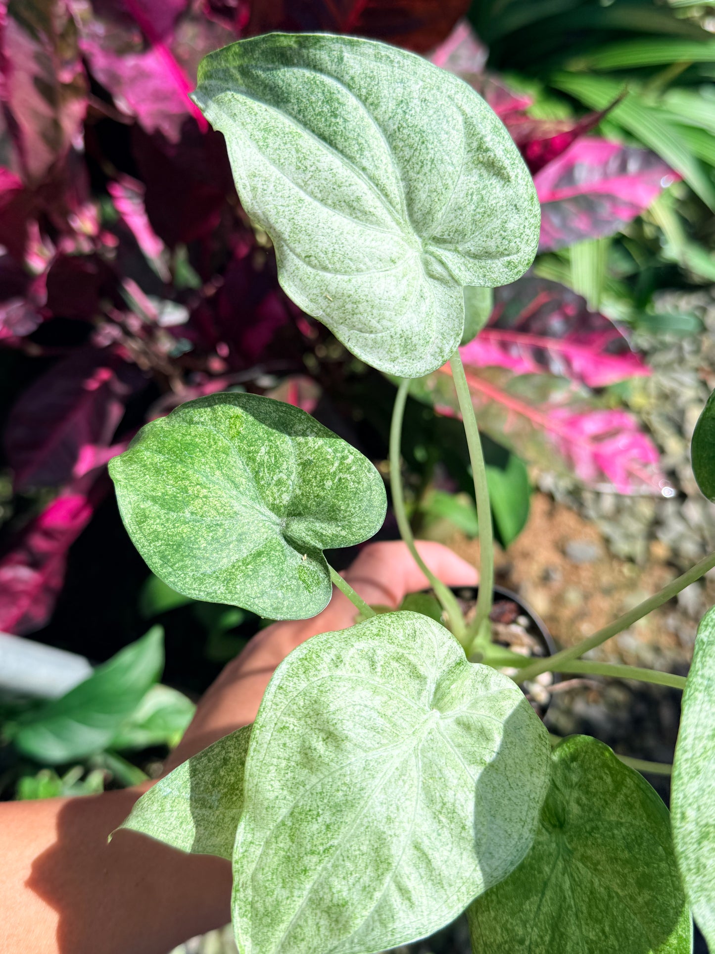 Alocasia cucullata 'White Mint Variegated' O3