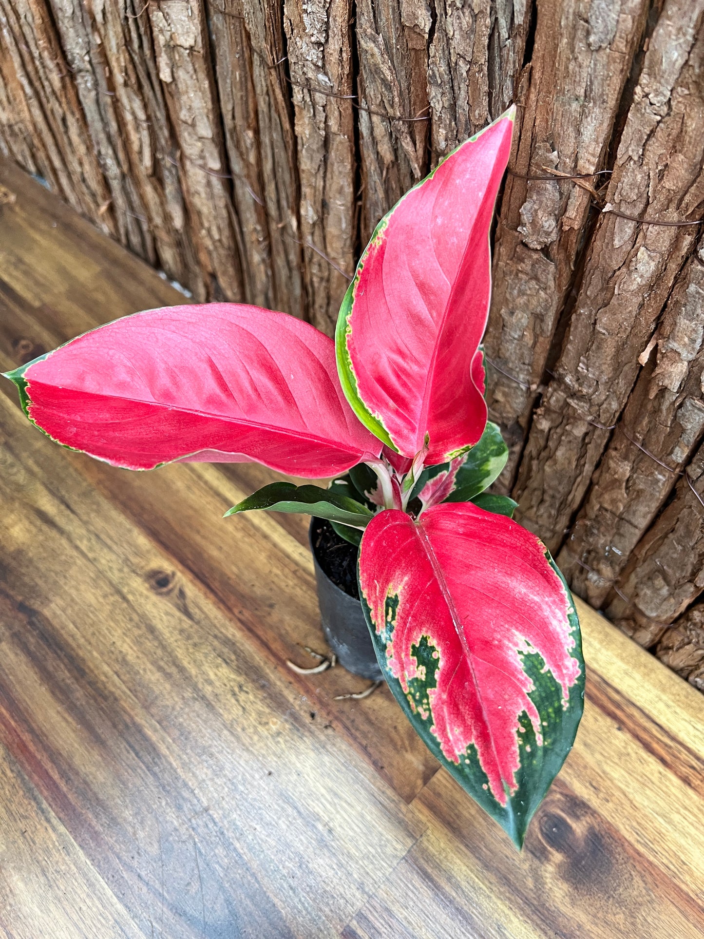 Aglaonema Thailand Red Ayu B211 (New Release)