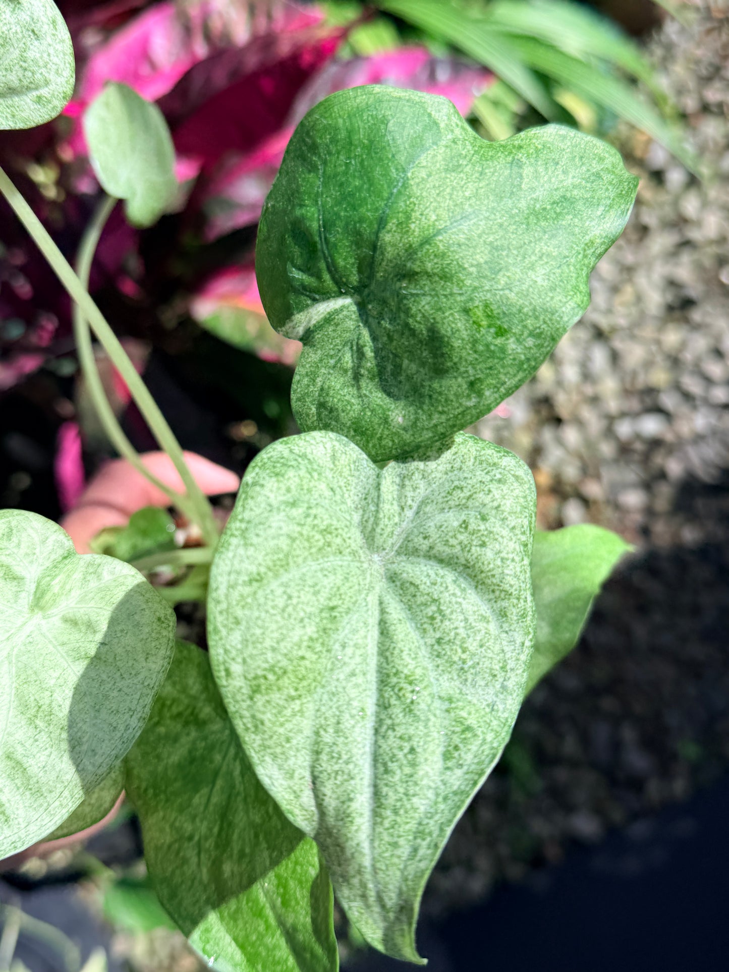 Alocasia cucullata 'White Mint Variegated' O3
