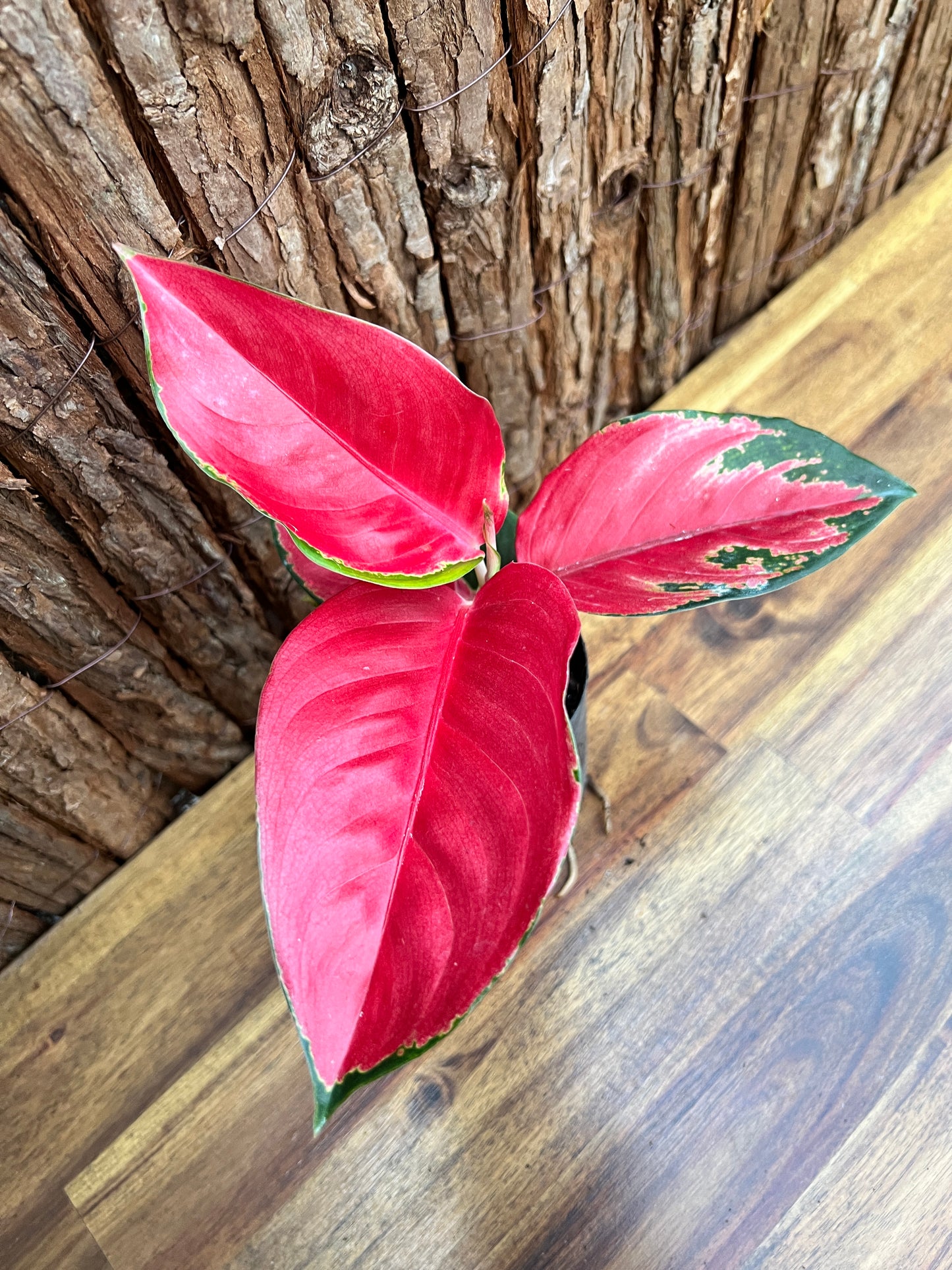 Aglaonema Thailand Red Ayu B211 (New Release)