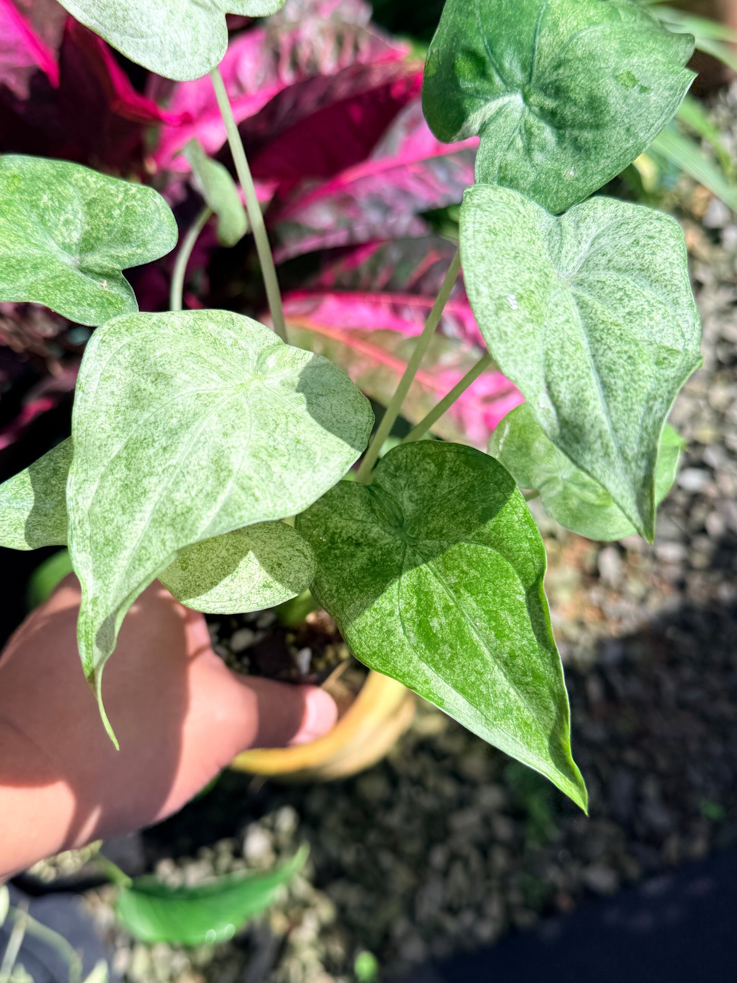 Alocasia cucullata 'White Mint Variegated' O3