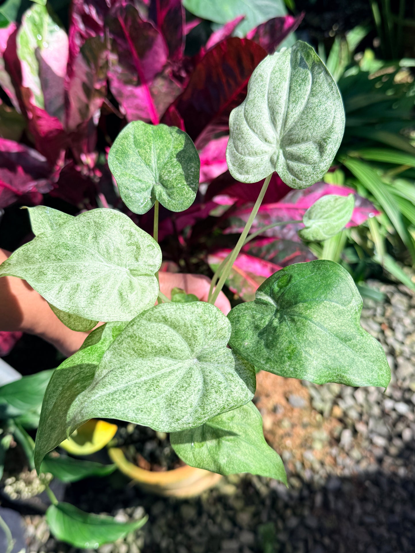 Alocasia cucullata 'White Mint Variegated' O3