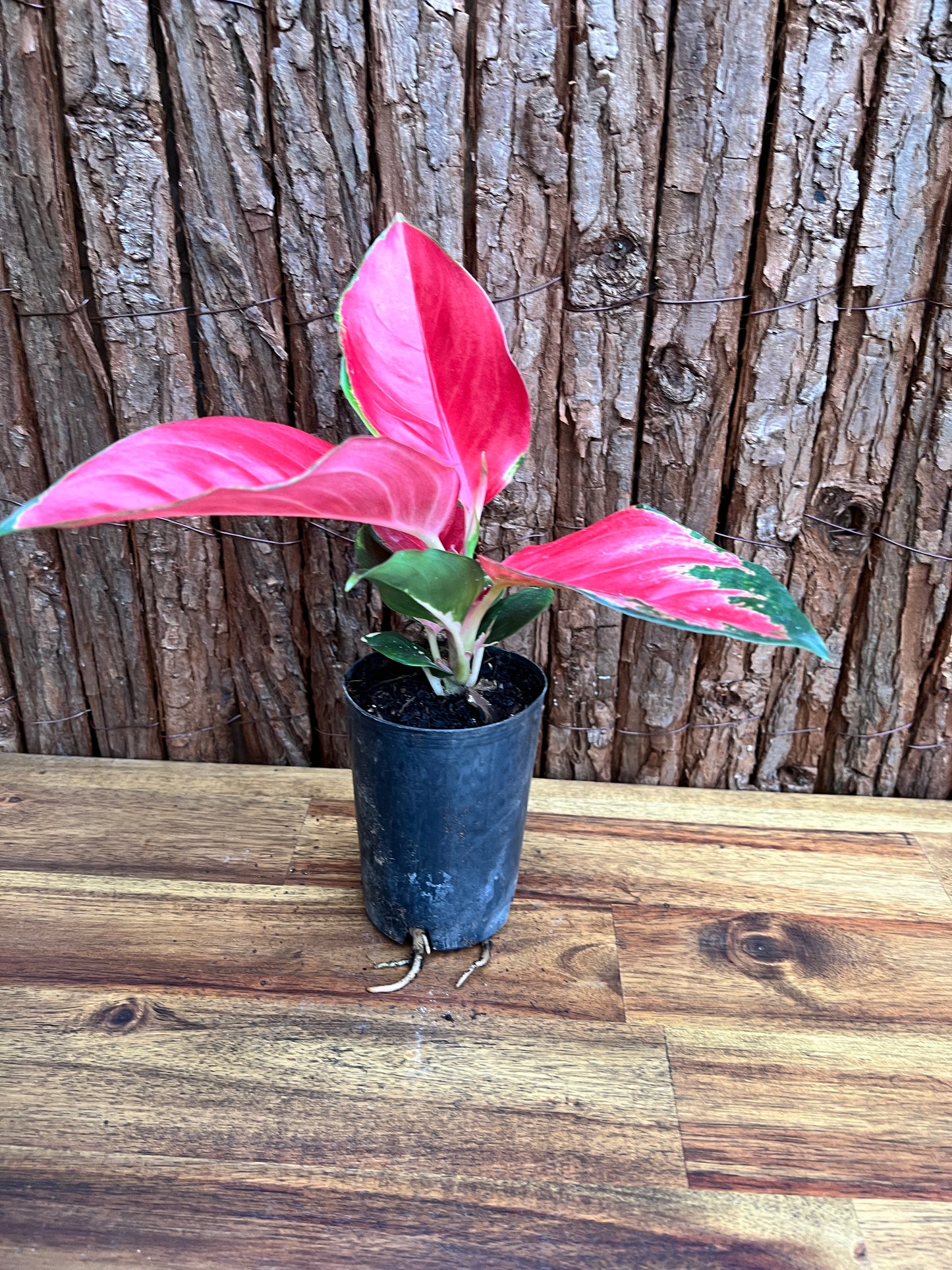 Aglaonema Thailand Red Ayu B211 (New Release)