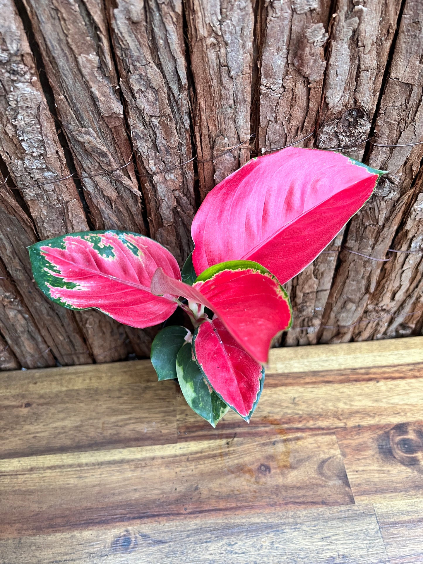 Aglaonema Thailand Red Ayu B211 (New Release)