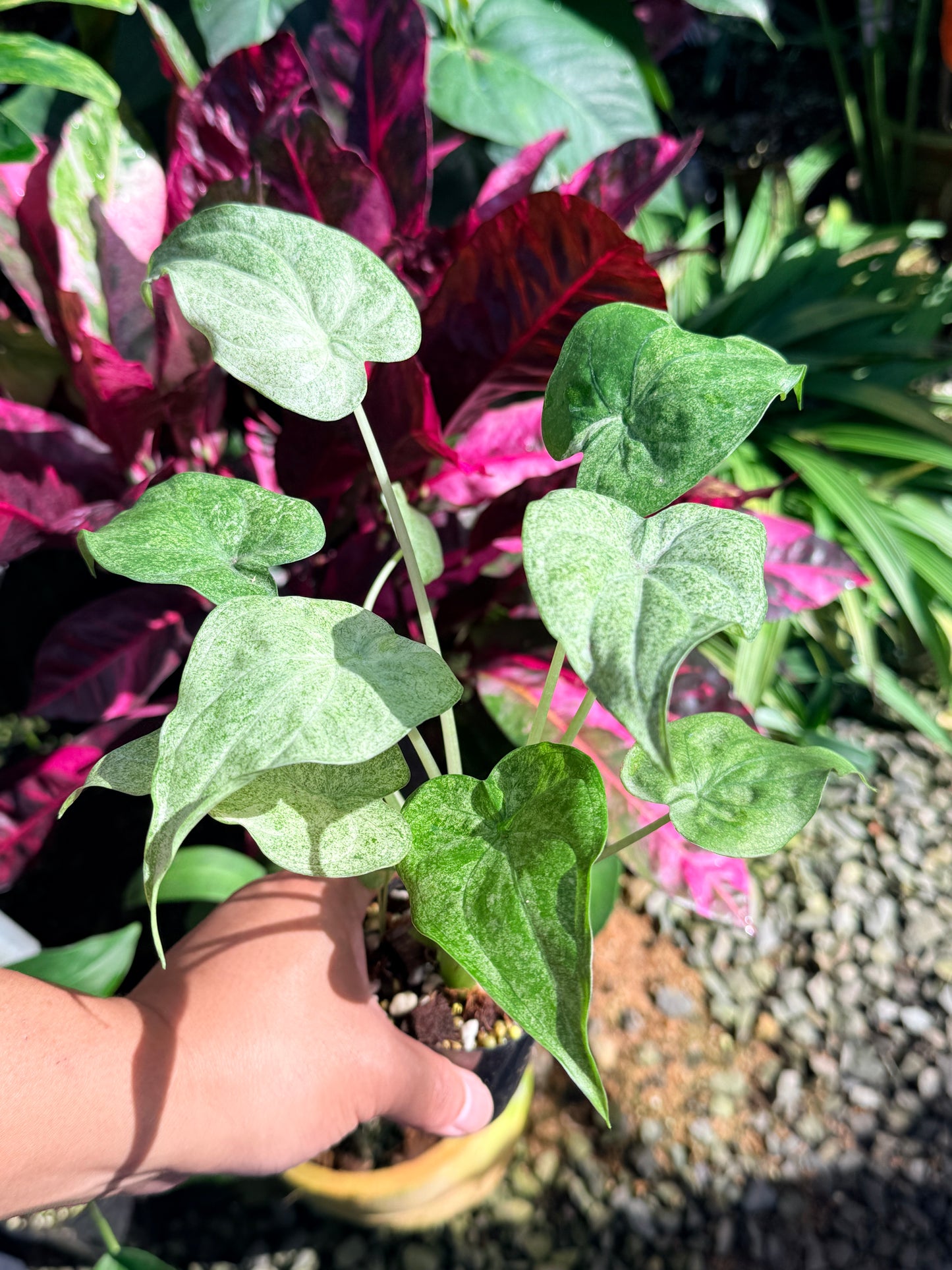 Alocasia cucullata 'White Mint Variegated' O3