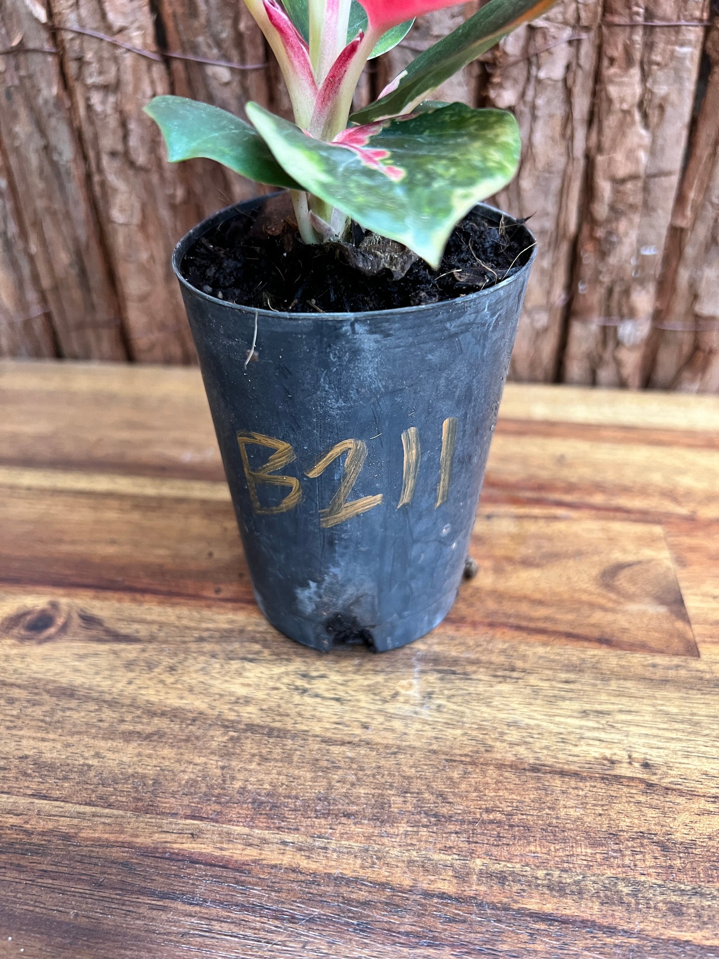 Aglaonema Thailand Red Ayu B211 (New Release)