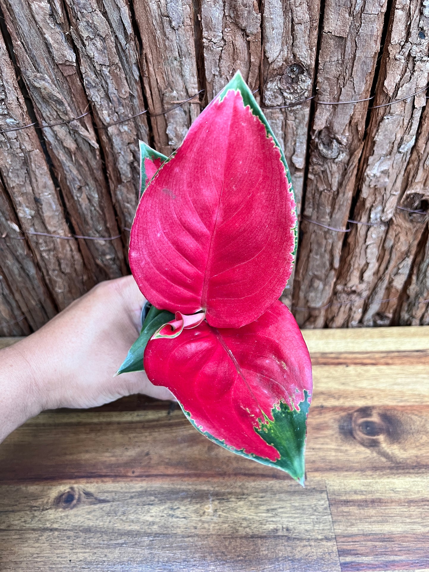 Aglaonema Thailand Red Ayu B213 (New Release)