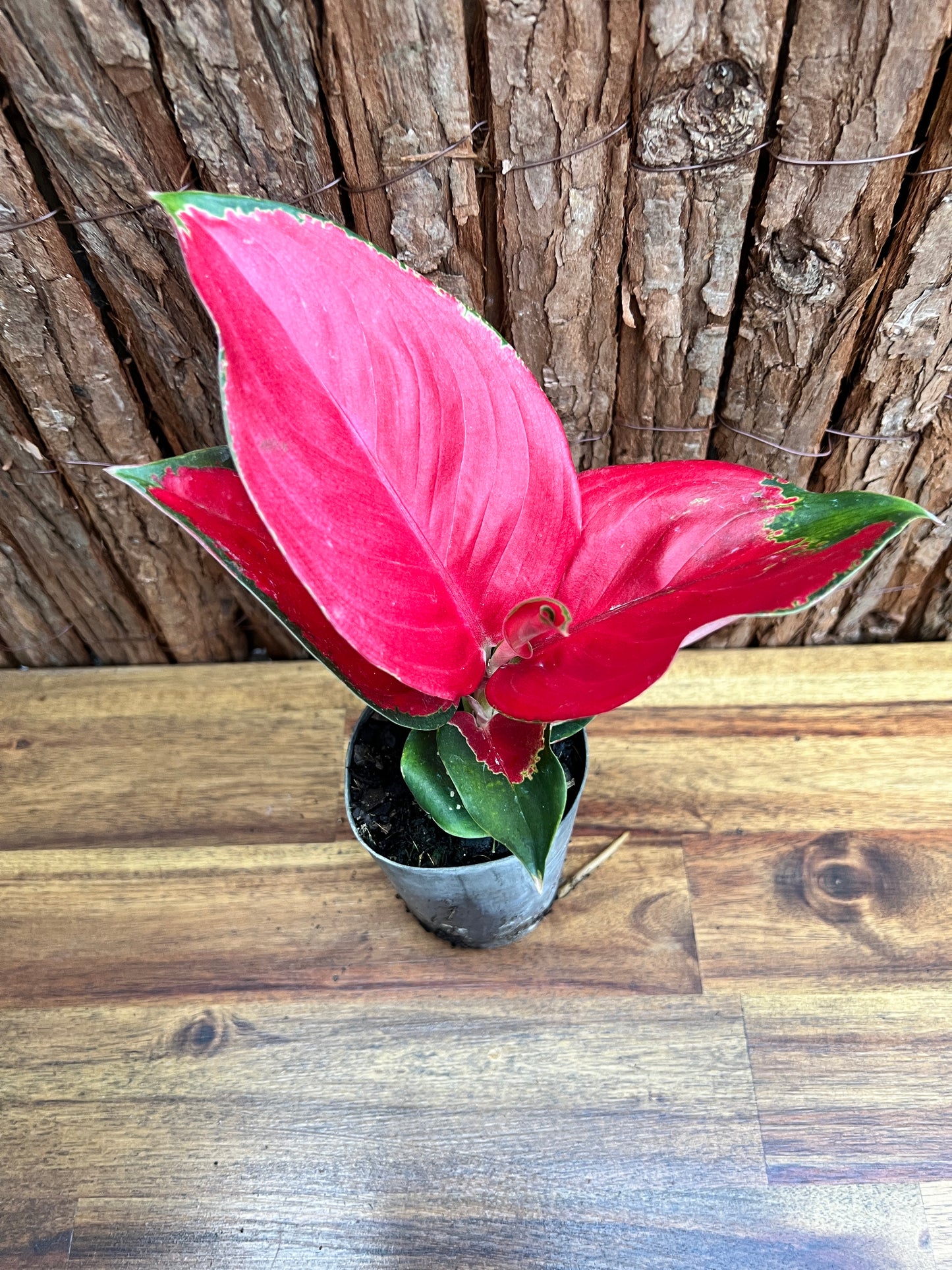 Aglaonema Thailand Red Ayu B213 (New Release)