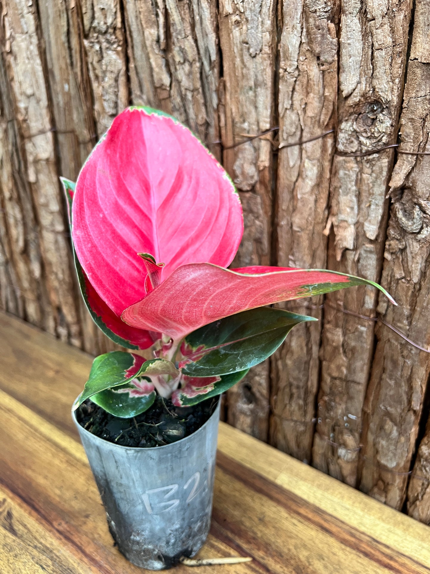 Aglaonema Thailand Red Ayu B213 (New Release)