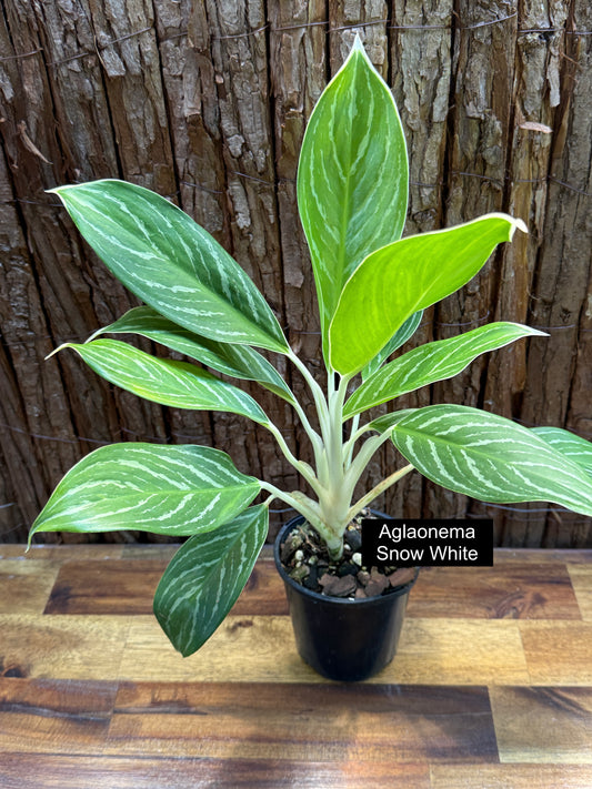 Aglaonema Snow White I3