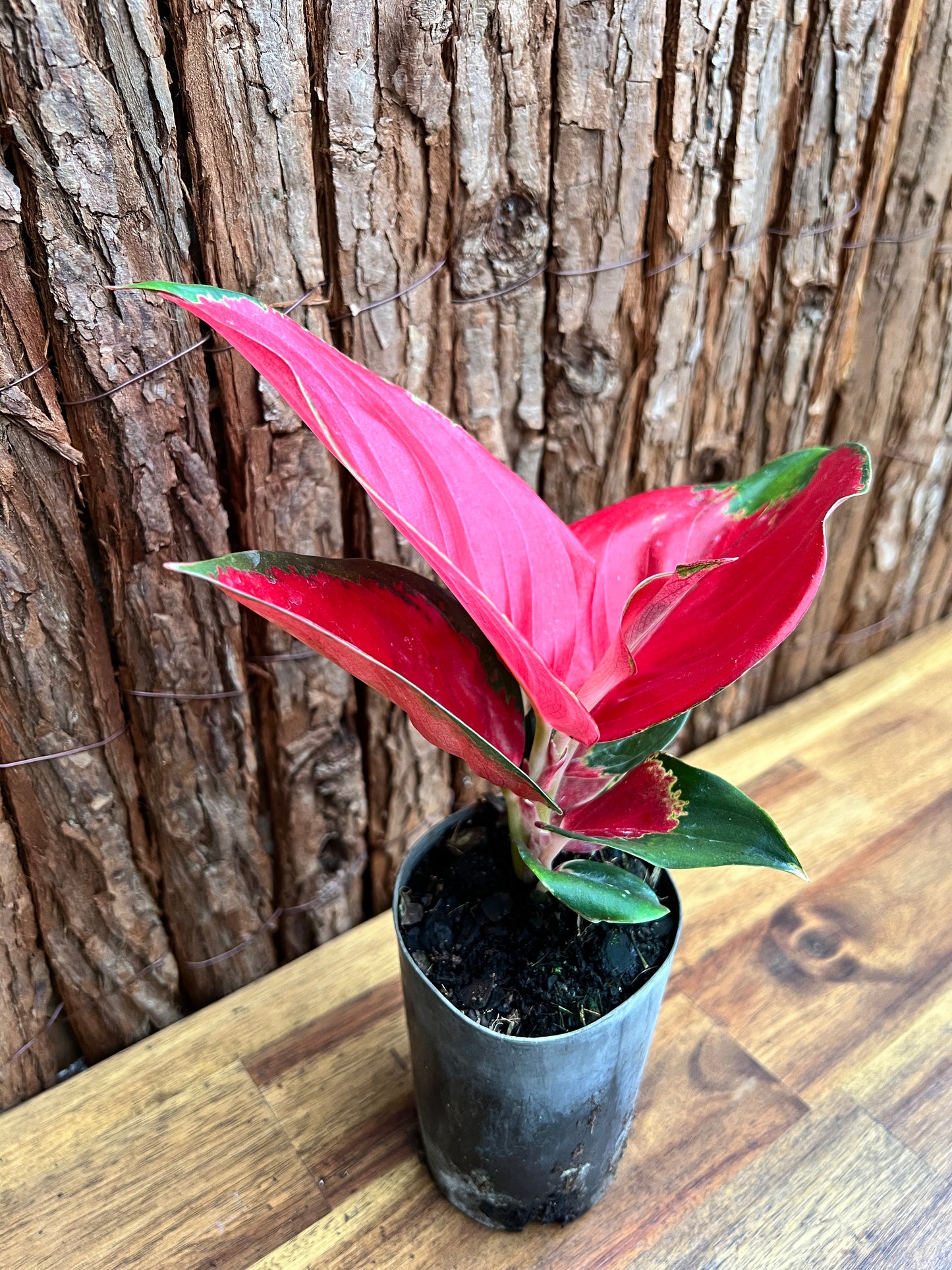 Aglaonema Thailand Red Ayu B213 (New Release)