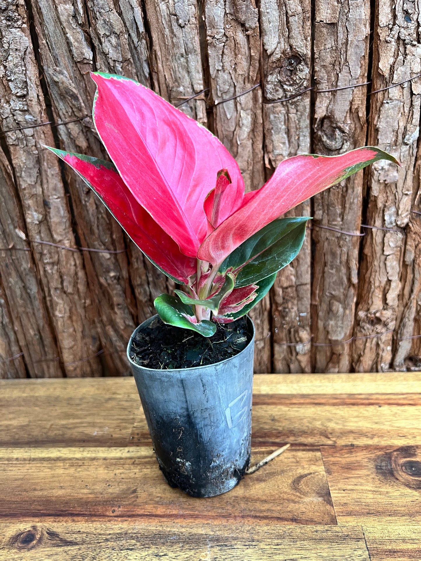 Aglaonema Thailand Red Ayu B213 (New Release)