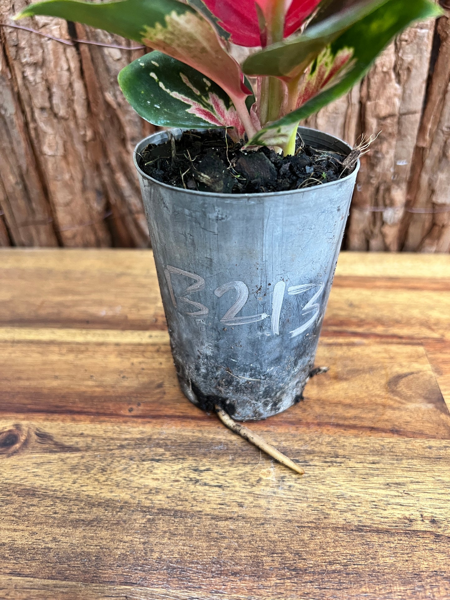 Aglaonema Thailand Red Ayu B213 (New Release)