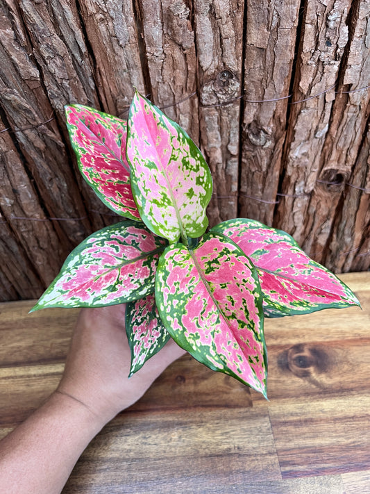 Aglaonema Auspicious Red B214