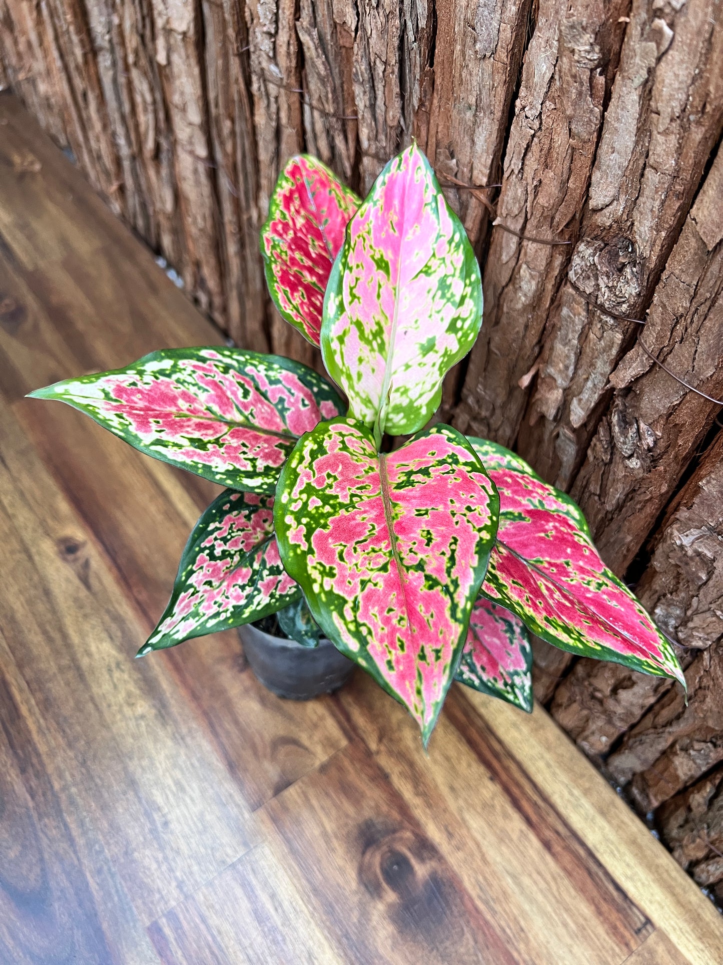 Aglaonema Auspicious Red B214