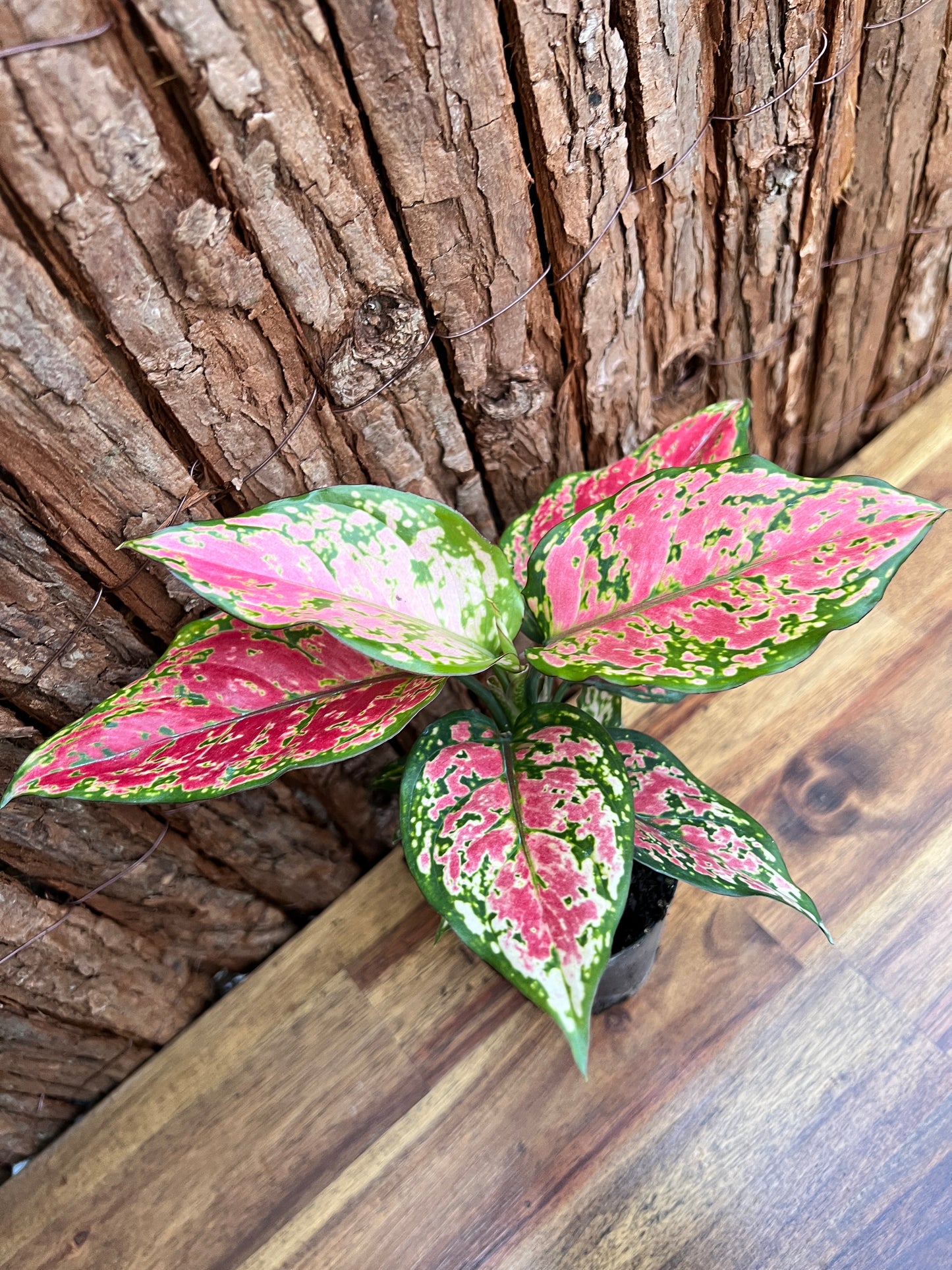 Aglaonema Auspicious Red B214