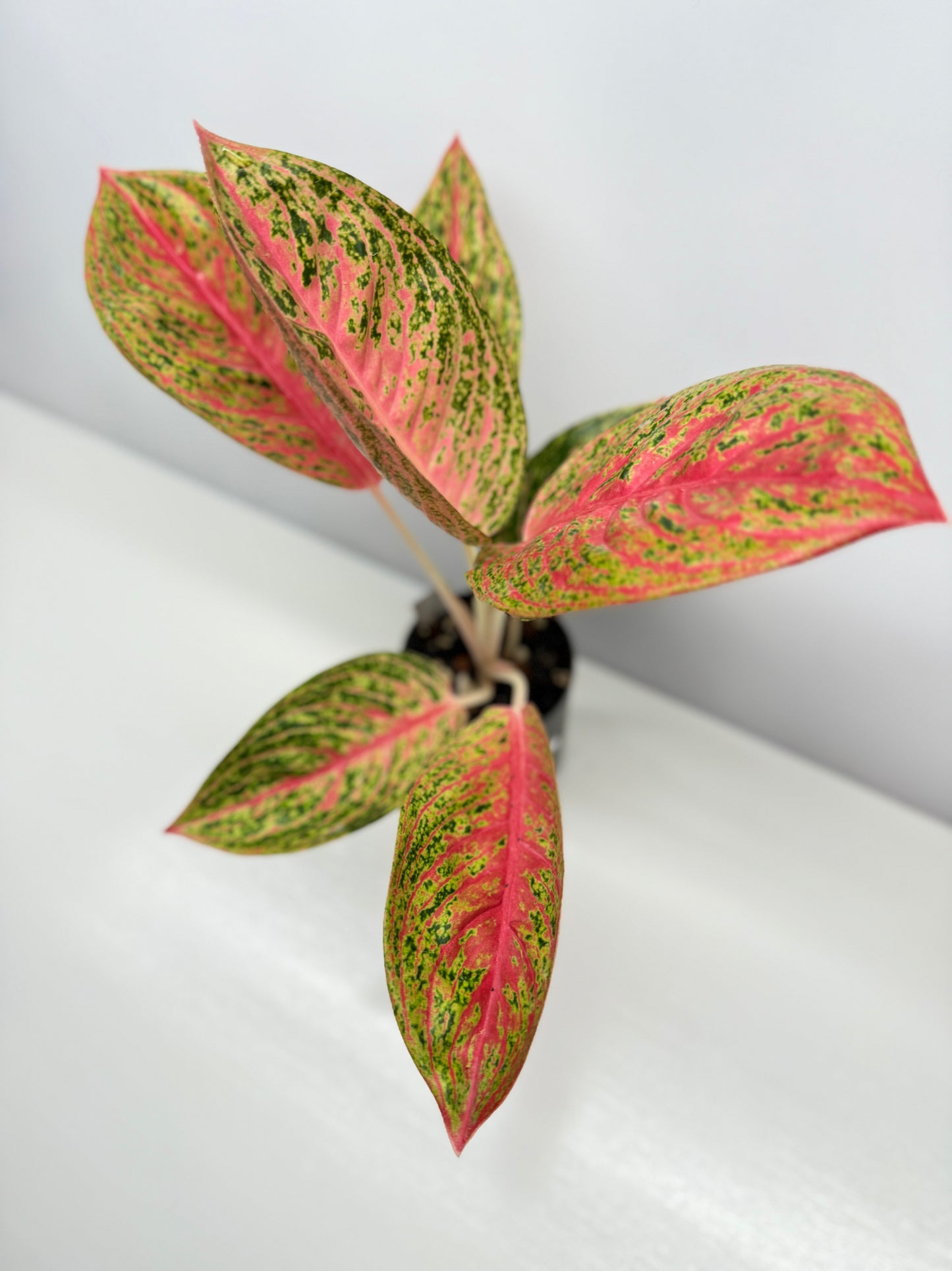 Aglaonema Legacy V63
