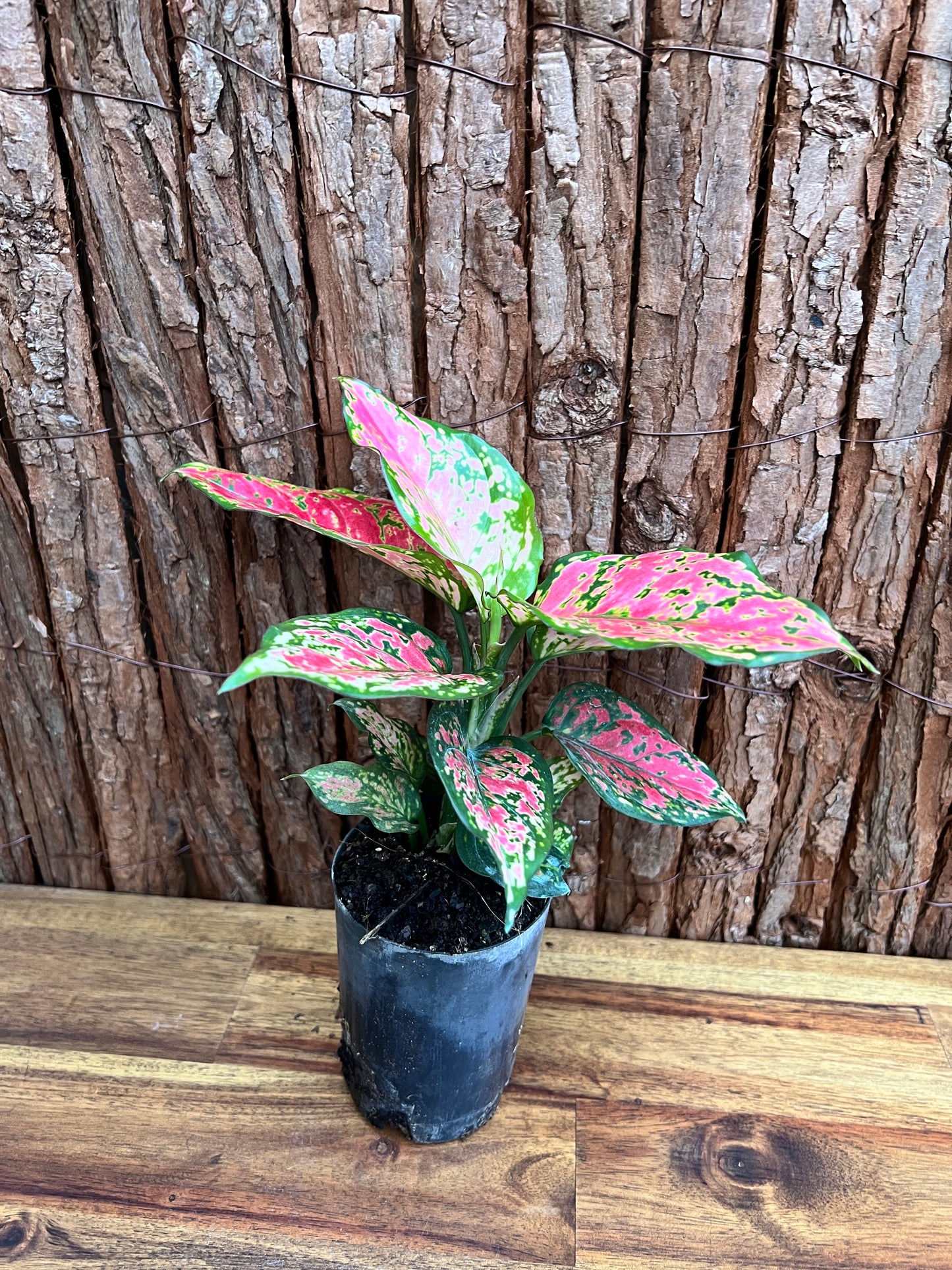 Aglaonema Auspicious Red B214